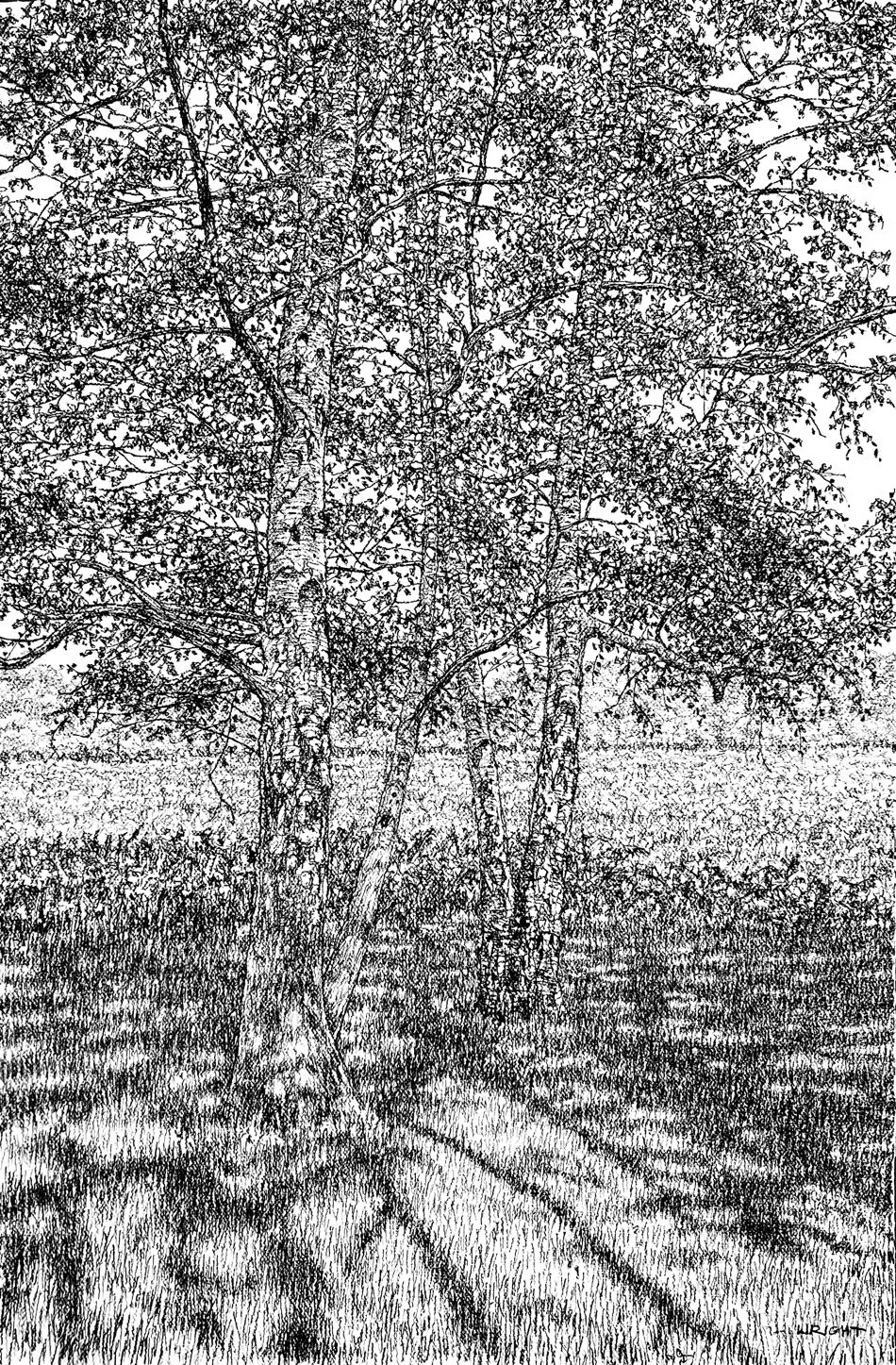 The Shimmering Leaves on the Silver Birches