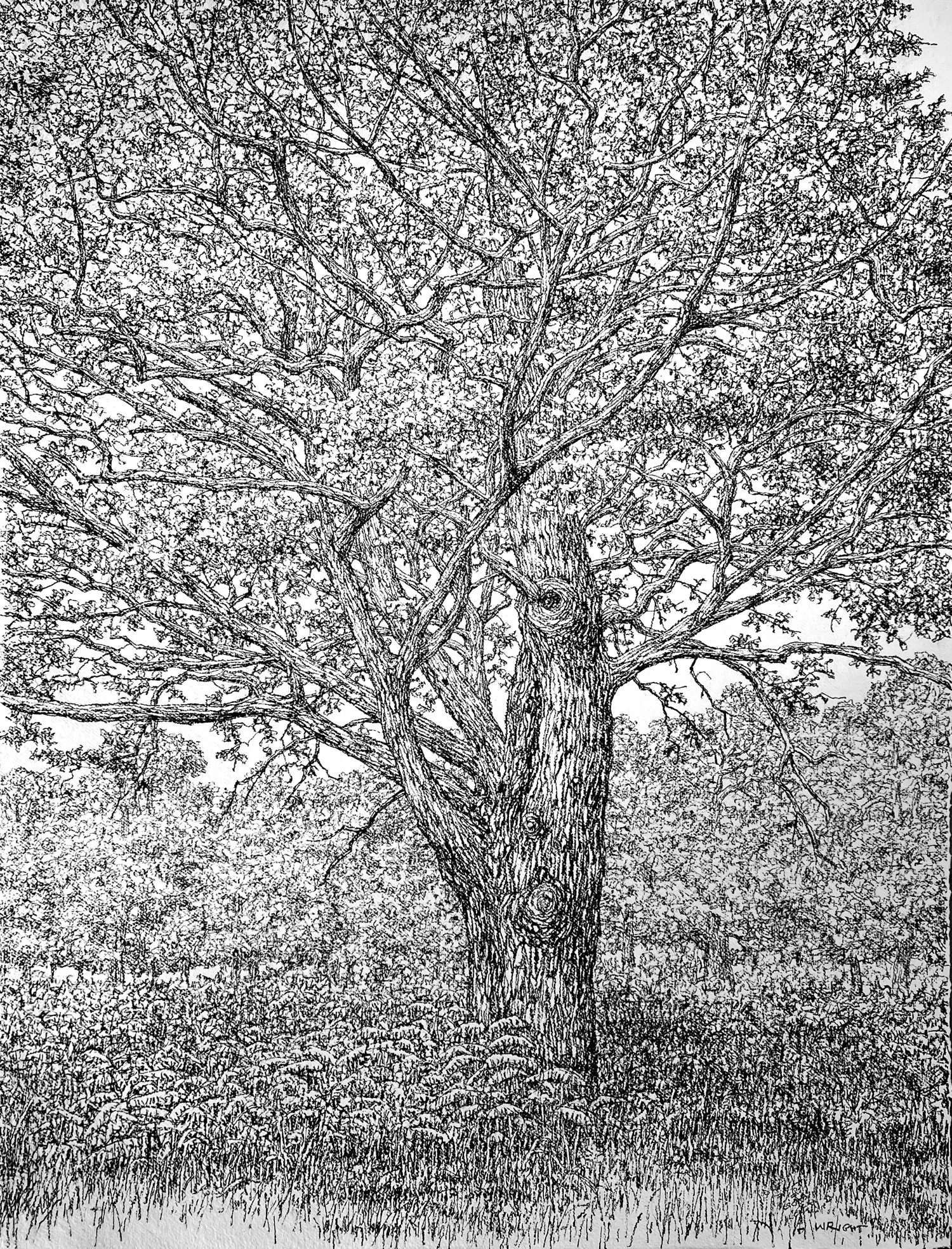 Springtime (in the Woods)