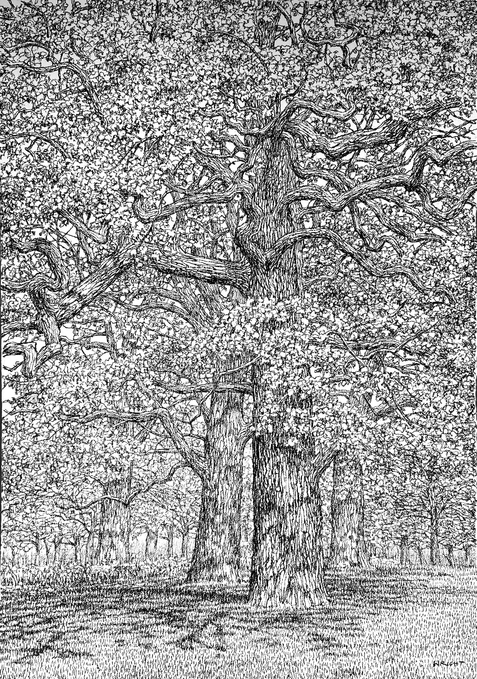 Spring Arrives in the Woods