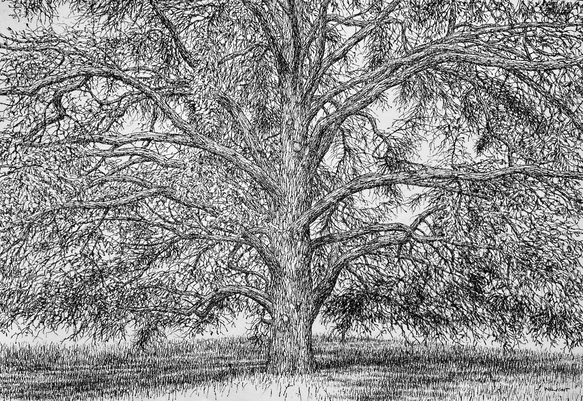 Cedar of Lebanon (Kew Gardens)