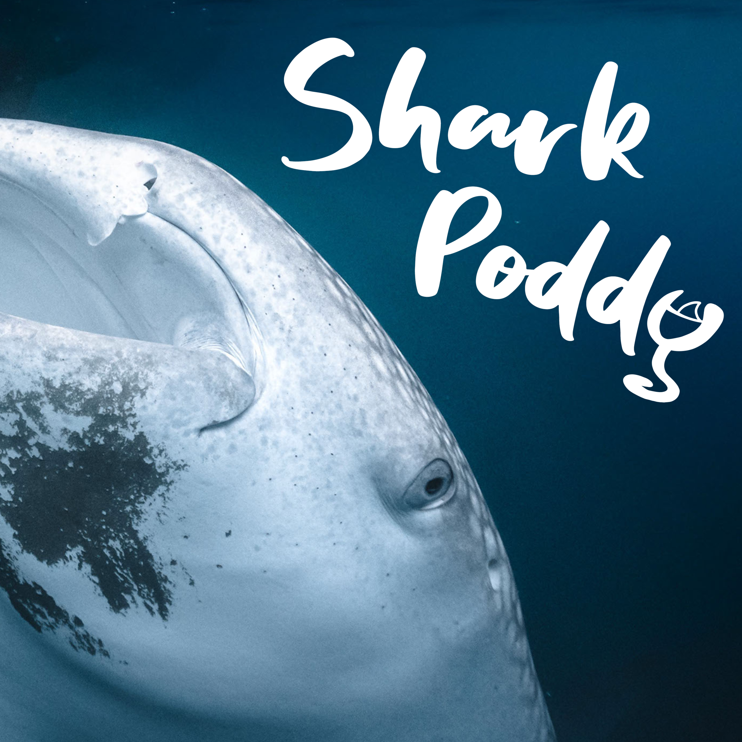 shark season 1 episode 1 shark season 1 episode 1