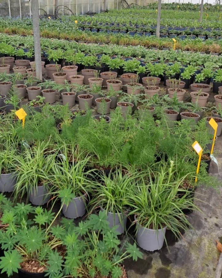 Chelsea Flower Show 2026: planting preparations