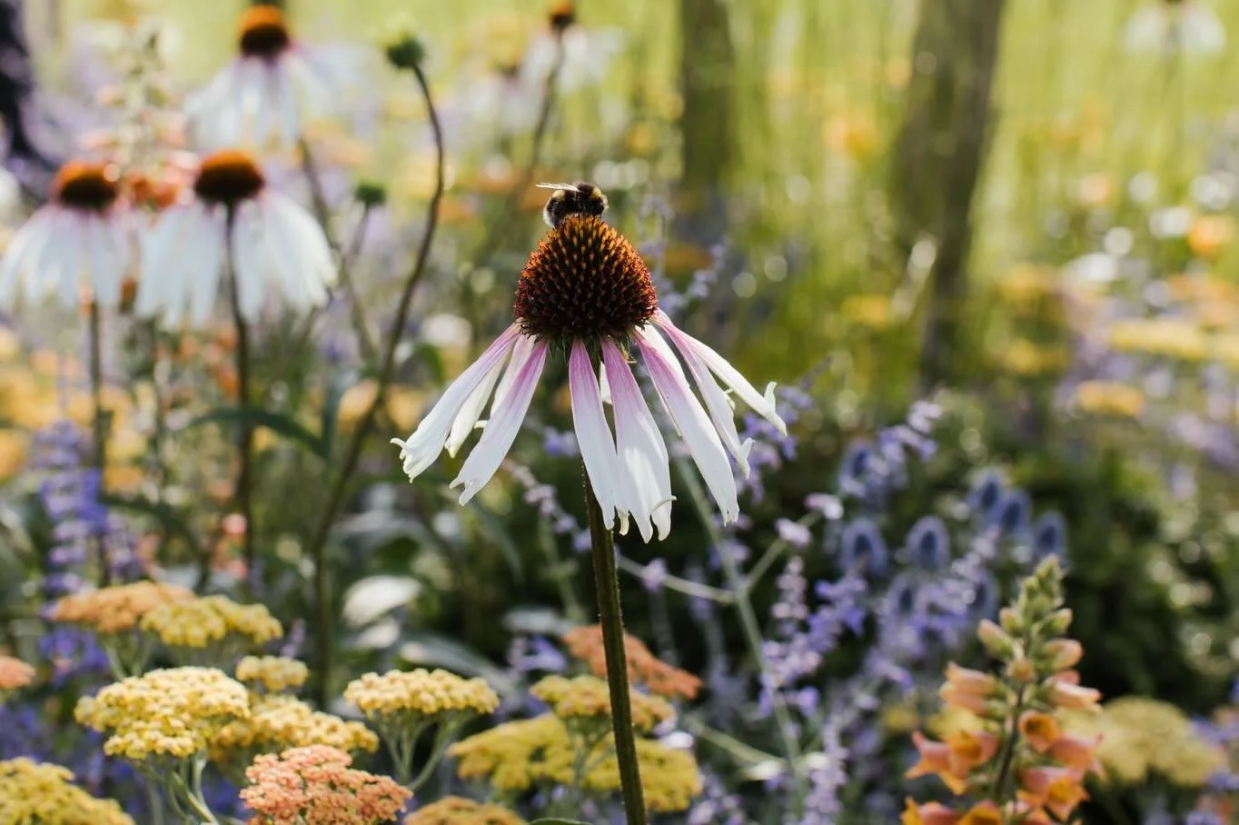 C o n s i d e r e d  P l a n t i n g

Planting at this level is never accidental.

Every plant is chosen for a reason: how it grows, how it dies back and how it sits alongside its neighbours. Colour, texture, structure and seasonal interest all have 