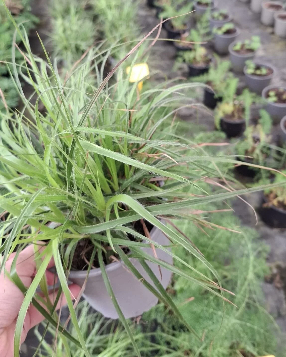 C h e l s e a  B T S - P l a n t i n g

With not long until #RHSChelsea the garden is beginning to take shape. Time spent at @provendernurseries has been invaluable, allowing us to refine the planting and test how each element works together.

We are