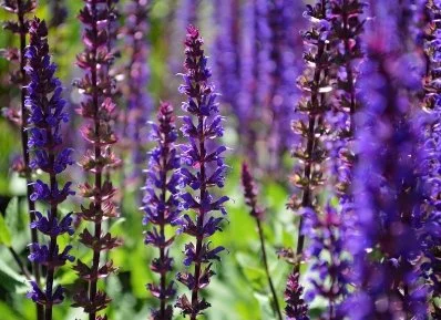 Chelsea Flower Show 2026: finalising our plant list at Provender Nurseries