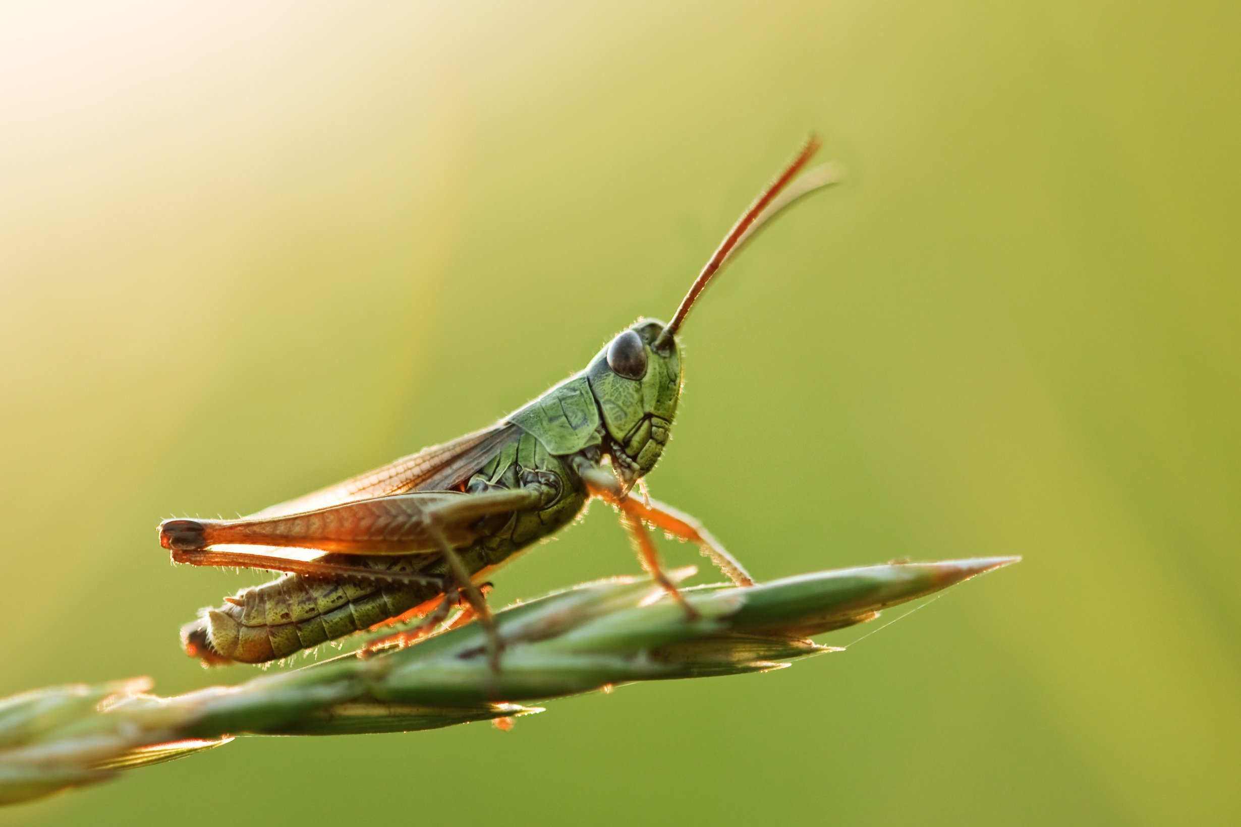  Grasshopper-itis