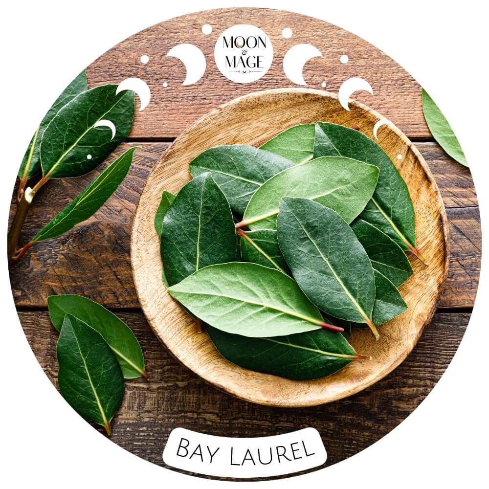BAY LAUREL MAGICKAL PROPERTIES FOR SPELLS & WITCHCRAFT