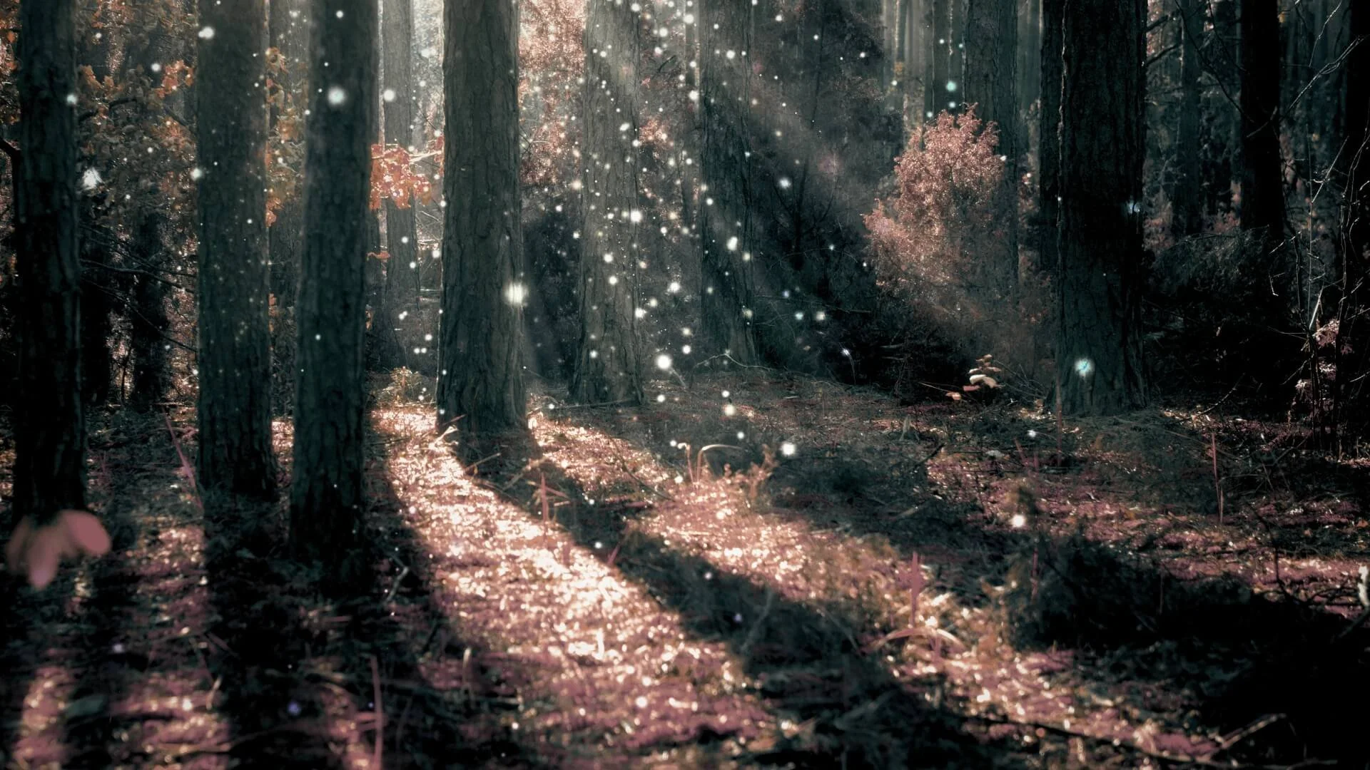 A forest scene with tall trees, illuminated by sunlight with sparkles and glowing effects.