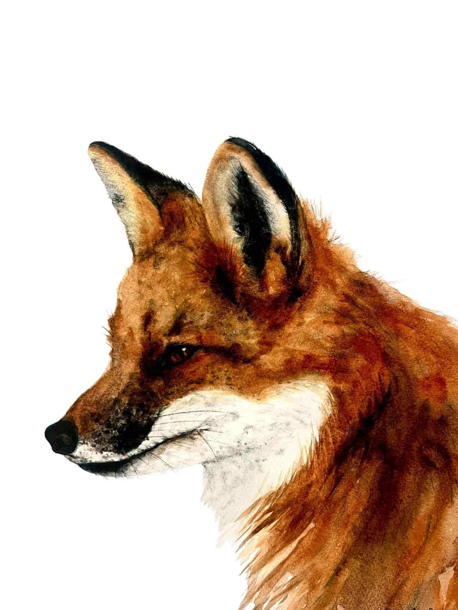 Watercolor painting of a red fox in profile