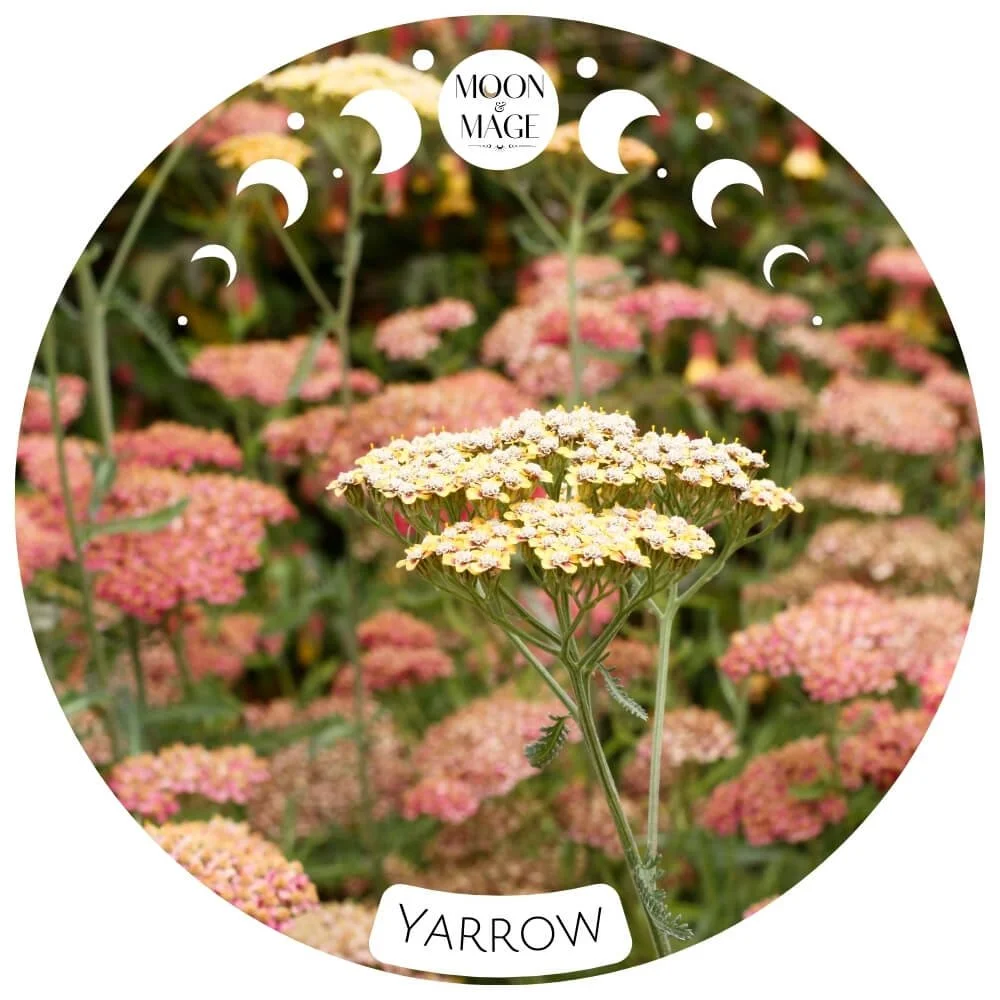 YARROW MAGICKAL PROPERTIES AND USES IN WITCHCRAFT