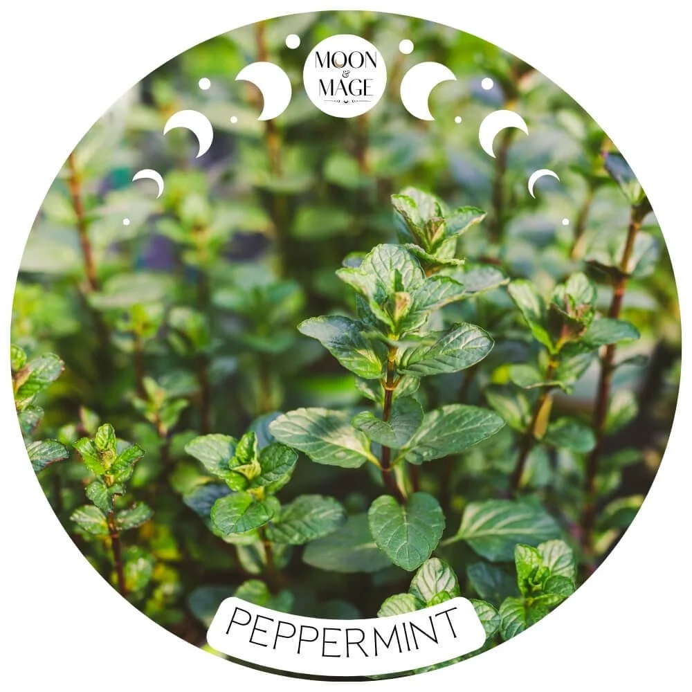 PEPPERMINT MAGICKAL PROPERTIES FOR SPELLS & WITCHCRAFT