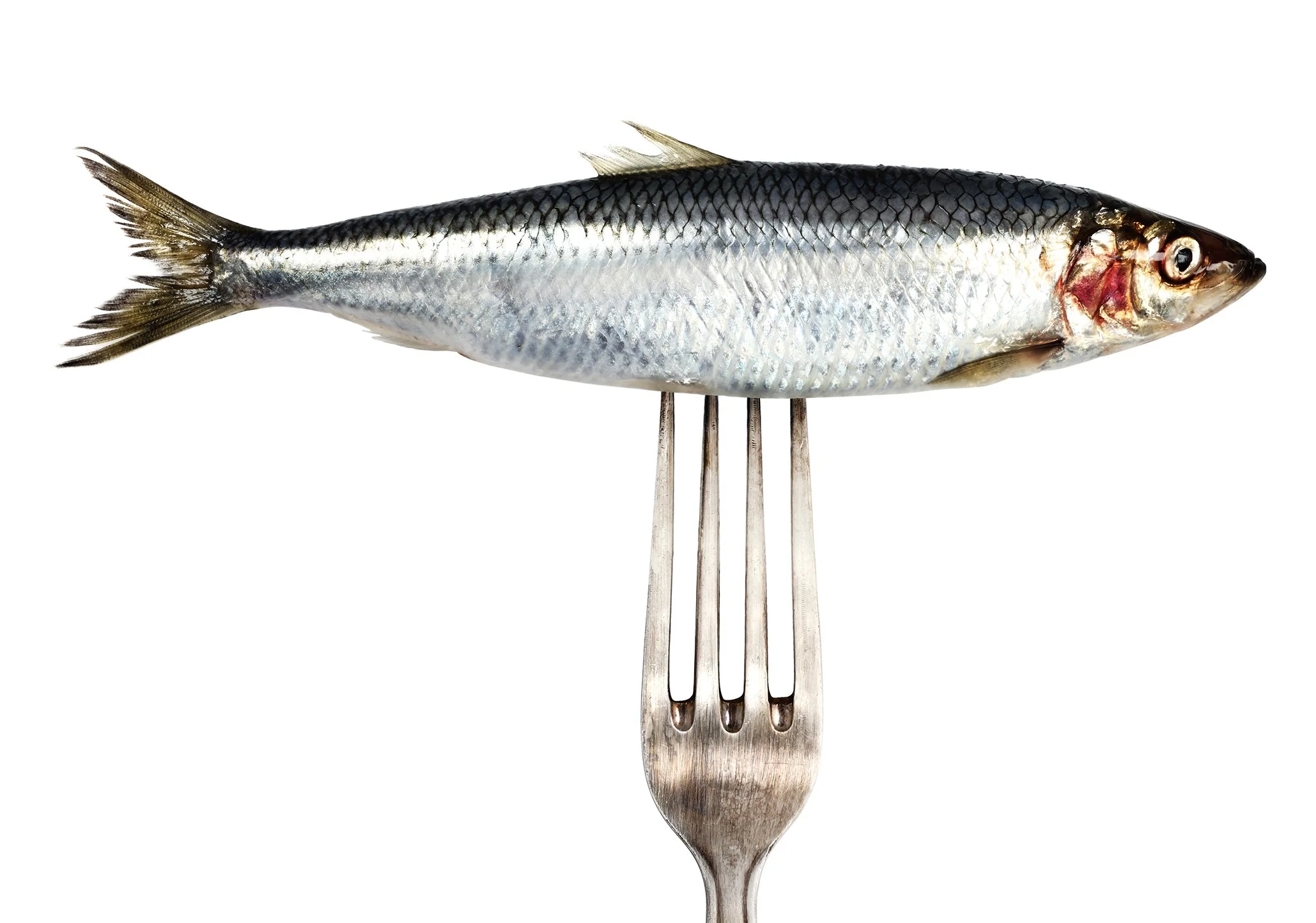 Fiskbranschens Riksförbund varnar: Utflyttad trålgräns hotar svensk livsmedelsproduktion från Östersjön