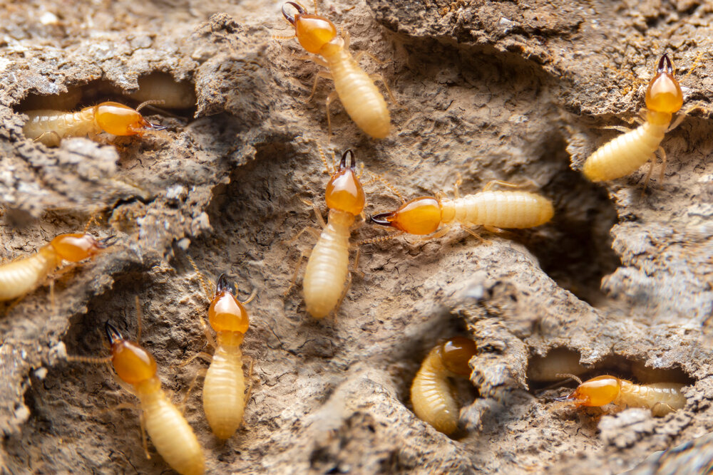 Termite Control