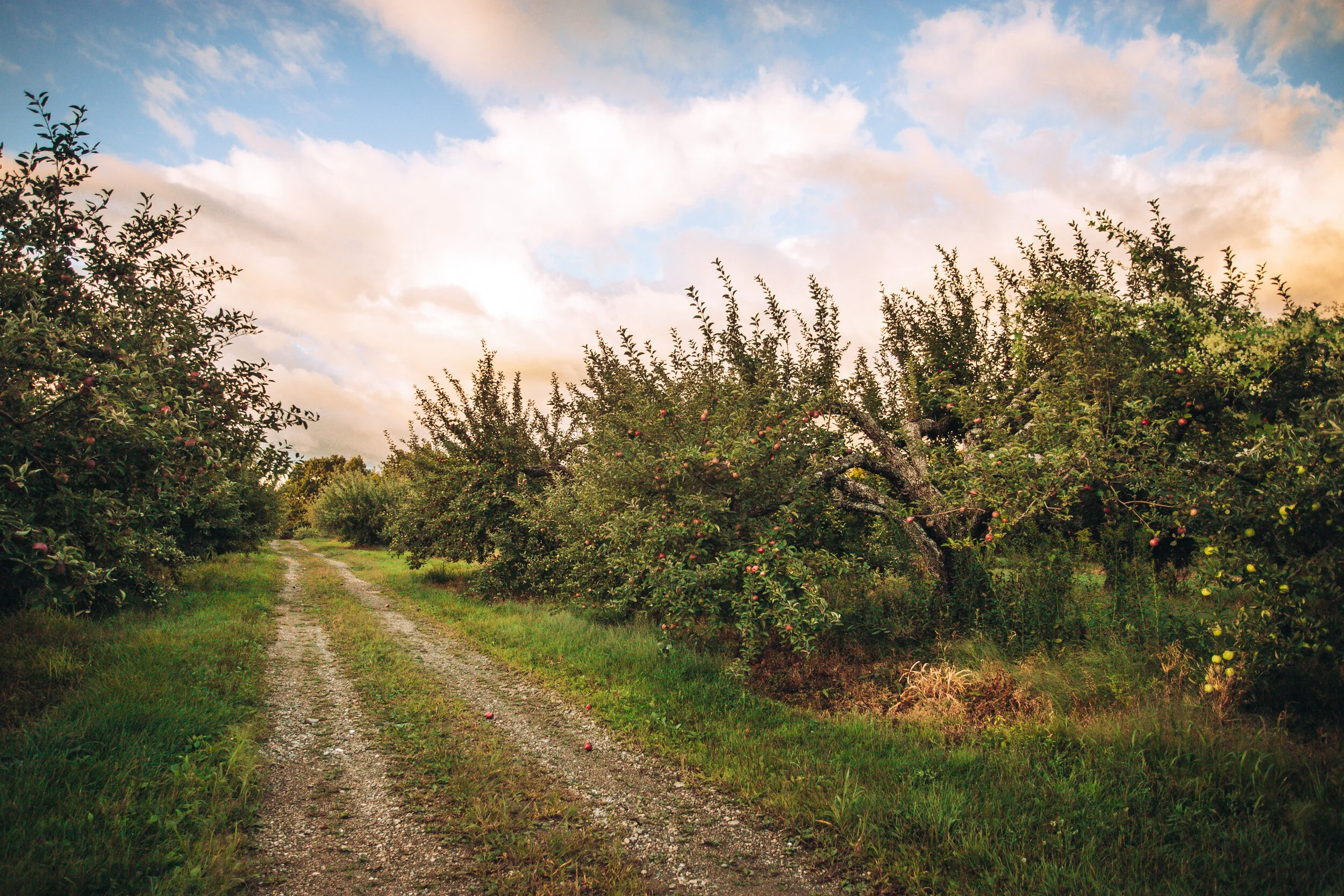 Tractor tire tracks at apple orchard in the Berkshires