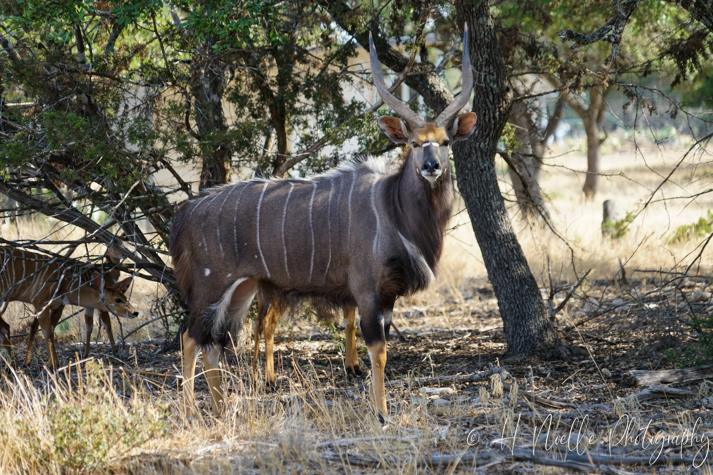 Big Bucks Ranch