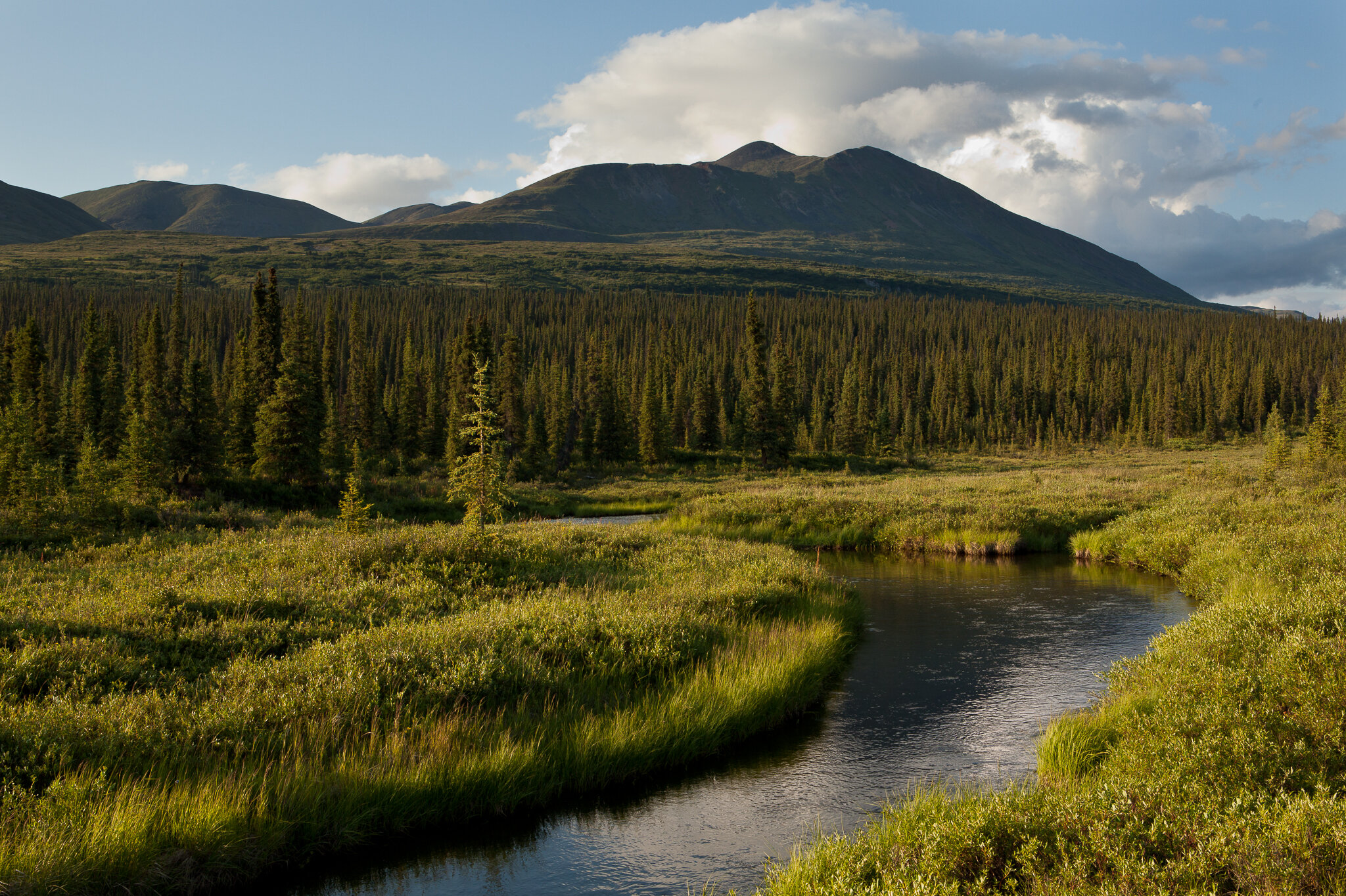 The creeks we guide on are made for dry fly fishing.  Uncrowded waters, this is Alaska at its best.