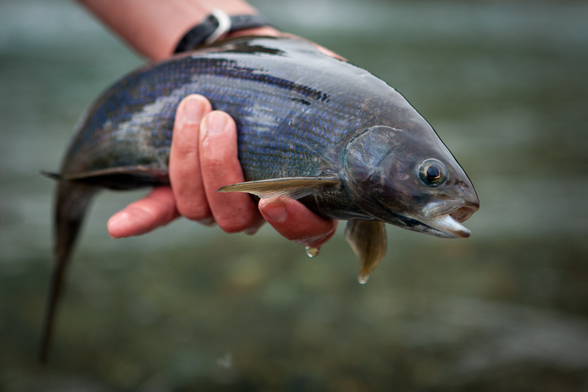 Ready to release:  a beautiful Denali area Arctic Grayling.
