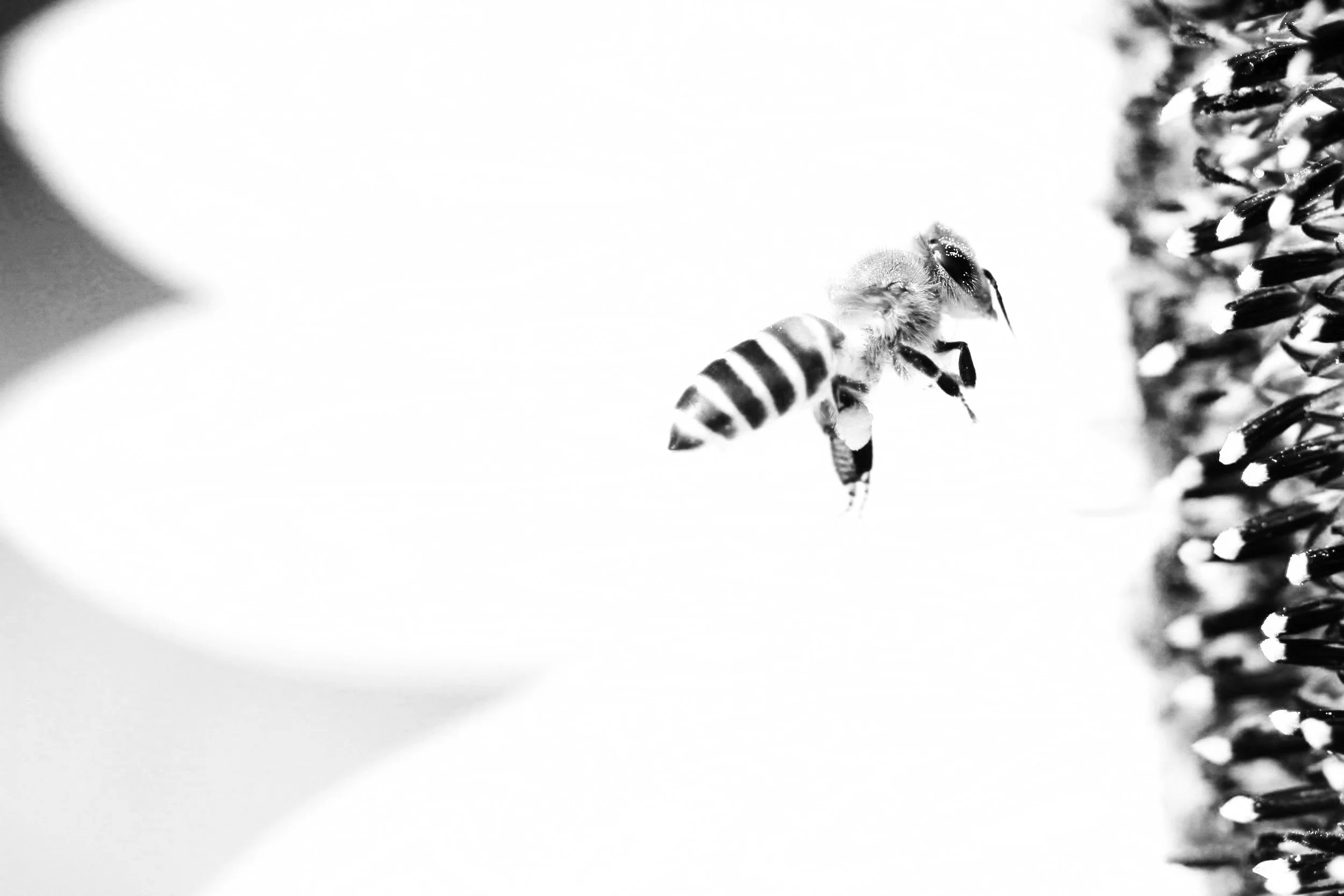 On This Day: Muhammad Ali (then Cassius Clay) Shocks the World in 1964