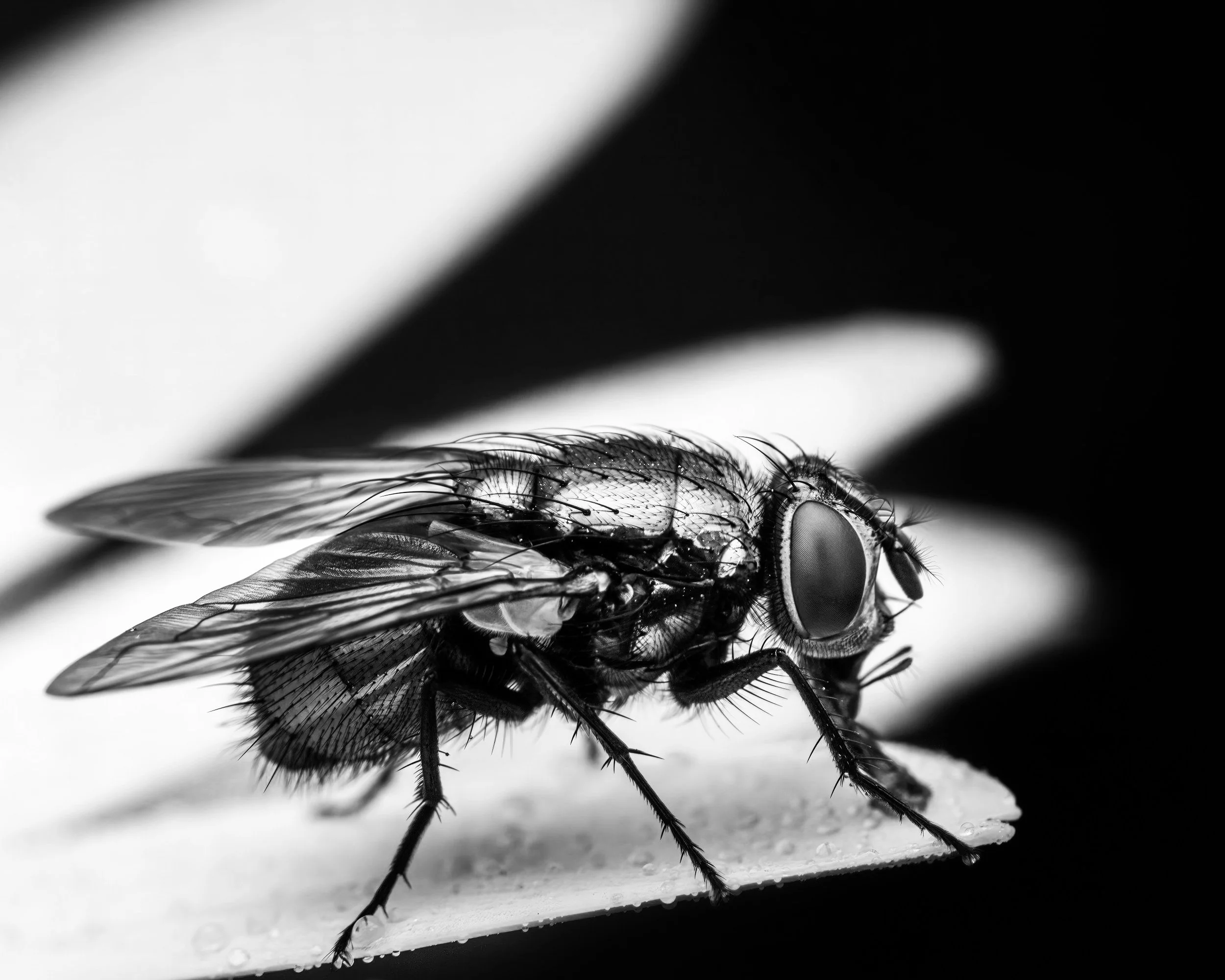 Why the Socratic Gadfly is The Only Antidote to Automated Consensus