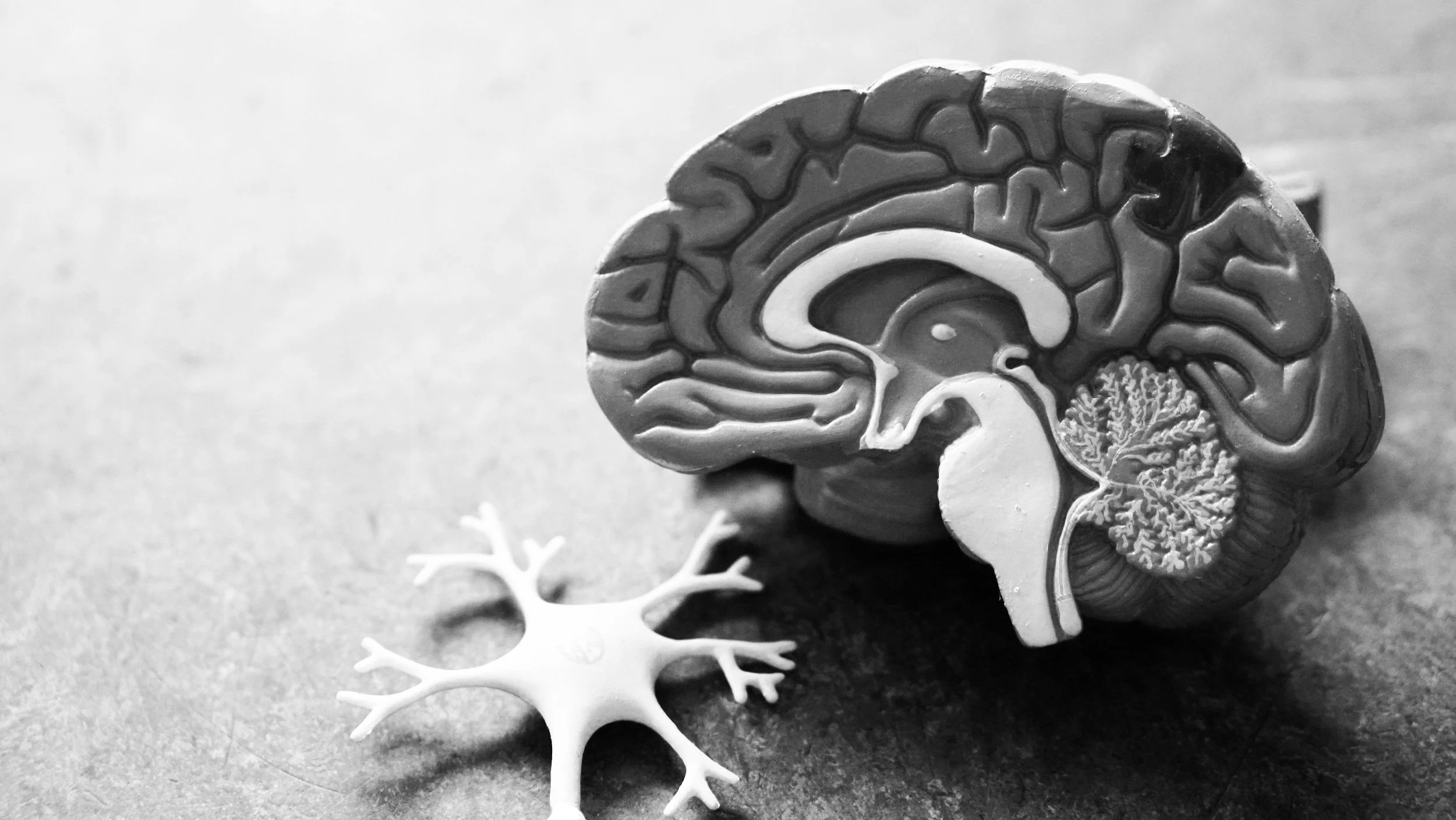 How to Build a Better Brain: Why Academic Success Requires Physical Training Principles