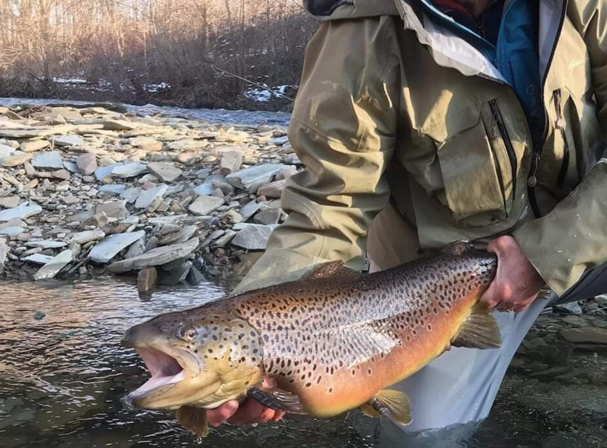 The Mighty Elk Crick