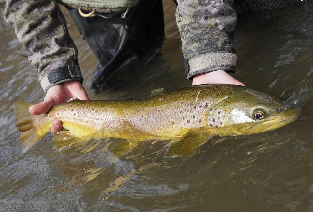 Store — Trout Yeah, Fly Fishing Guide Service