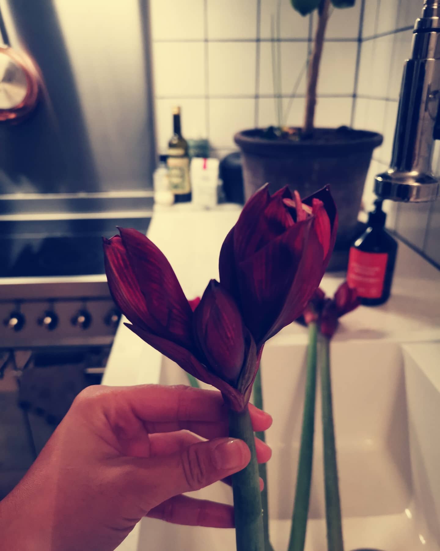 Amaryllis ✨ dekorasjon p&aring; gang... 
.
.
.
Decoration coming up... Look at this colour💘
.
.
#amaryllis #decorate #dekorasjon #christmas #flowerdecorations #snittblomster #blommor #juleblomster #burgundy