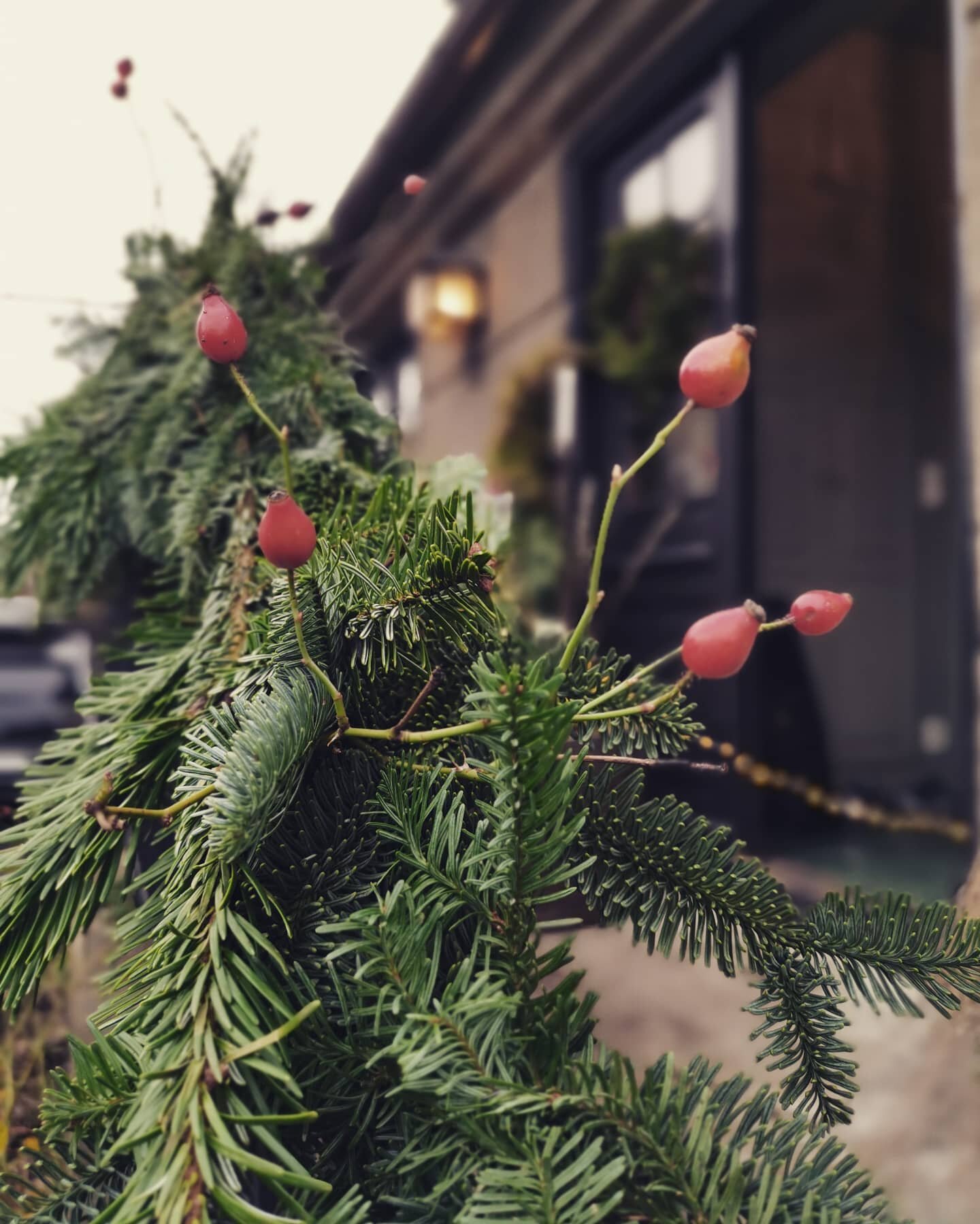 Happy Saturday ✨
. 
.
#rosehip #nyper #nypon #winterdecoration #dekorasjon #diy #gran #living #nordichome #nordicinspiration #home #homedecor #hagebyen #hageliv  #nature #naturen #naturephotography #photography #entrance