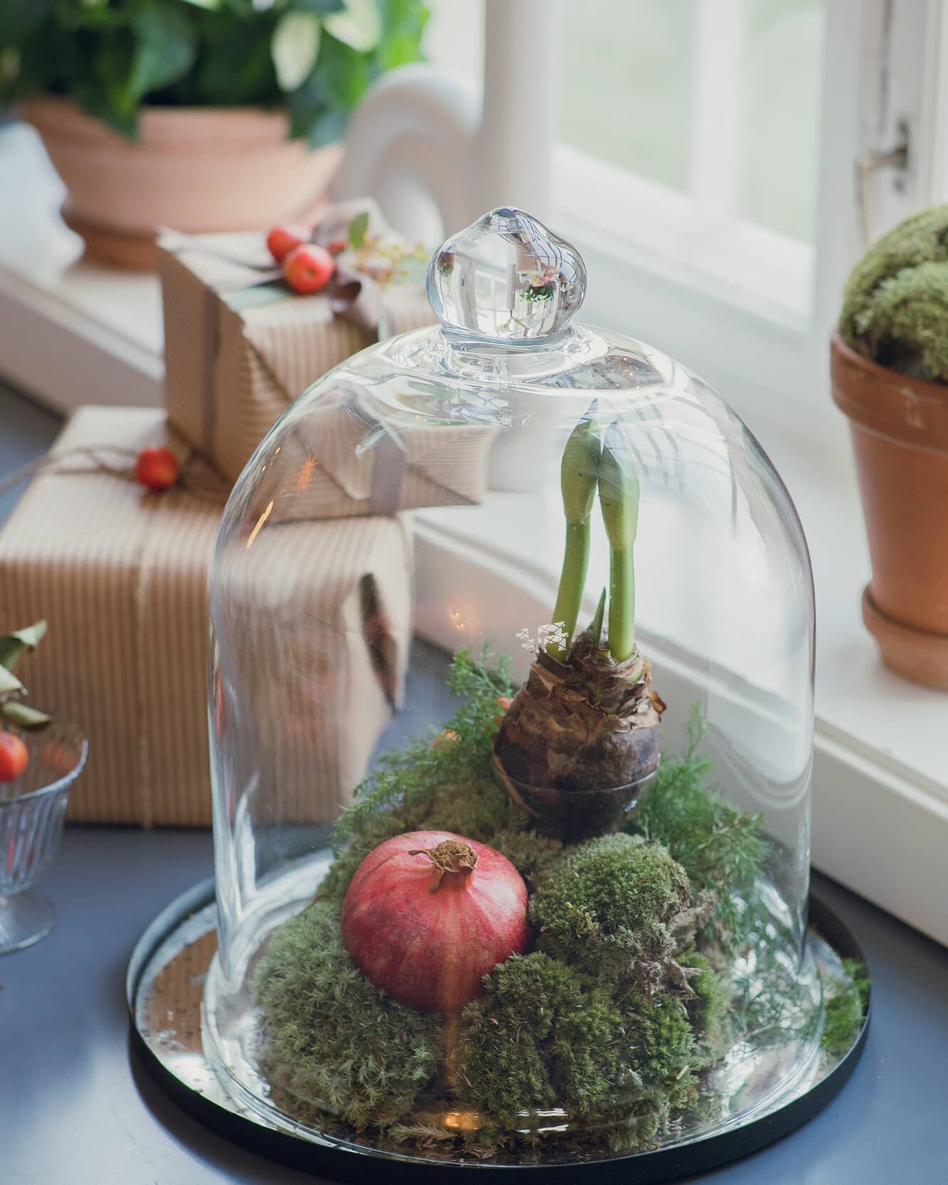 Om jeg m&aring; velge en favoritt av alle juleblomstene, s&aring; f&aring;r det bli Amaryllisen✨ 
Her har jeg laget et stilleben av mose, ein, granateple og Amaryllis. 
Hvilken er din favoritt? Sjekk ut Hagelands konkurranse og bli med i trekkningen 