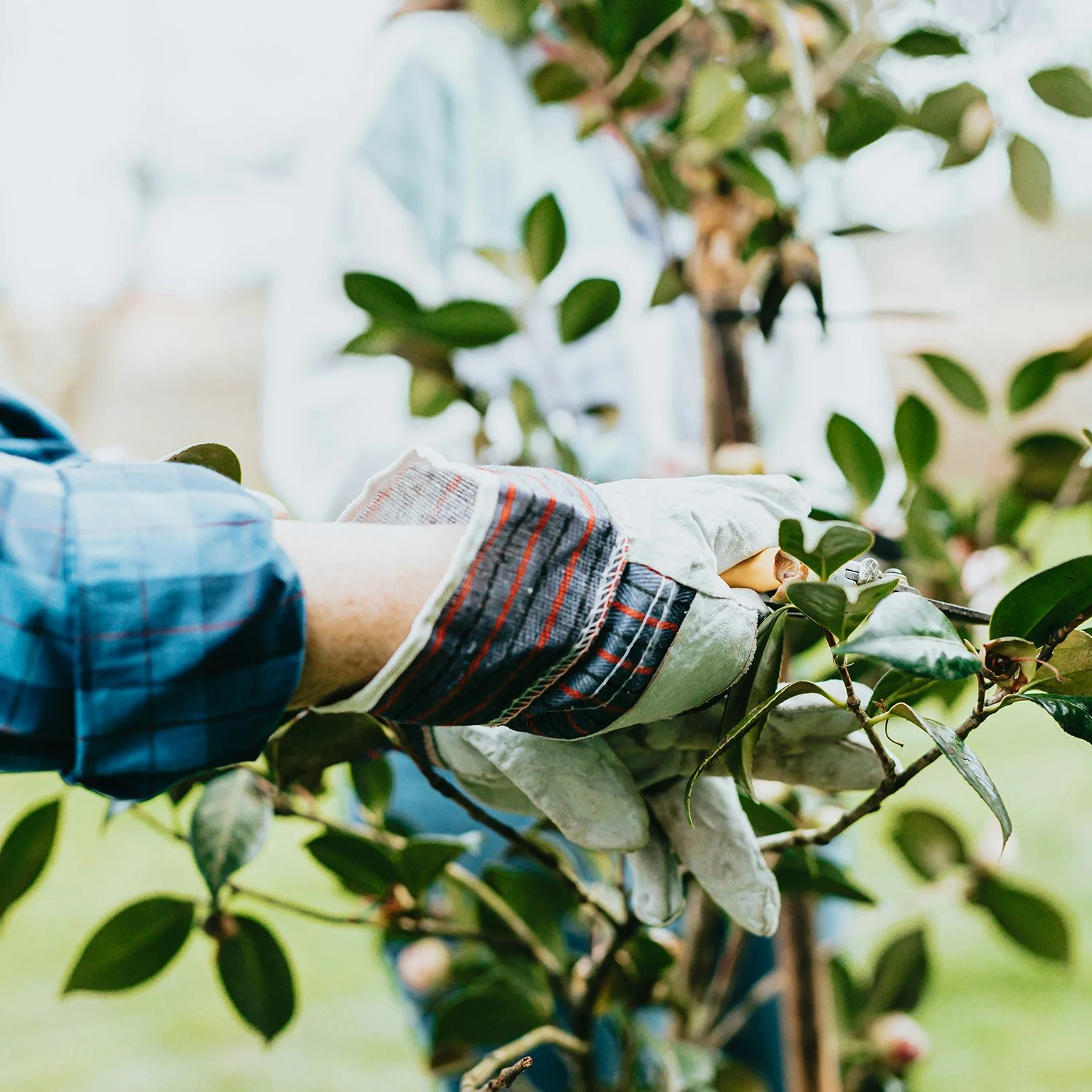Short-term Gardener(s)