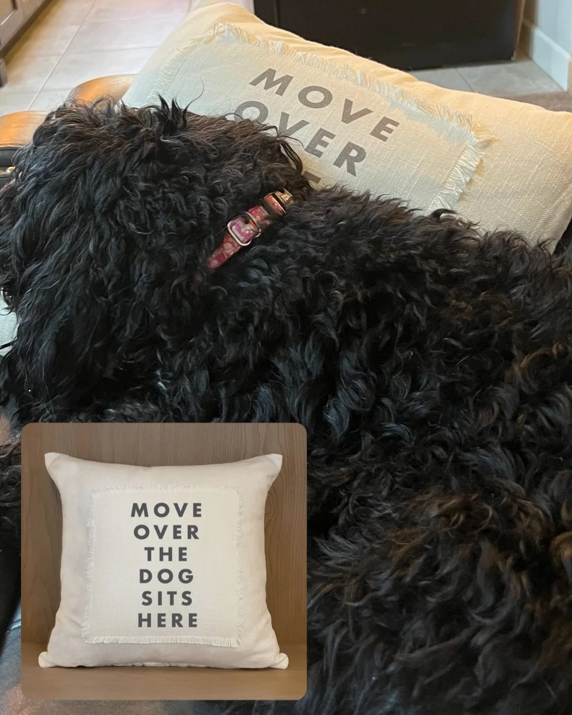 One of our best selling pillows! We even have it at our house! Maggie&rsquo;s favorite place to lay!

#moveoverthedogsitshere #bespokencollege
#mansbestfriend #pillows