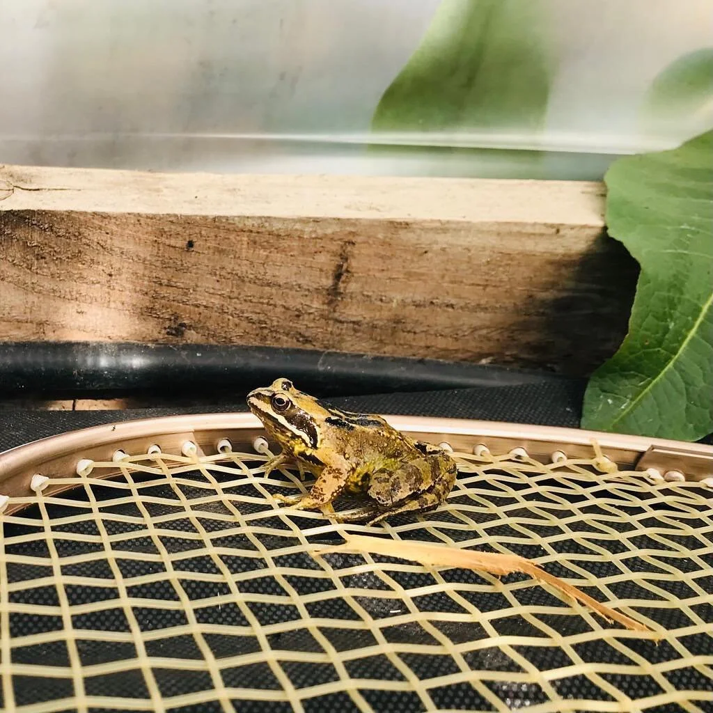 Great to see this little beauty has taken up residence in the polytunnel