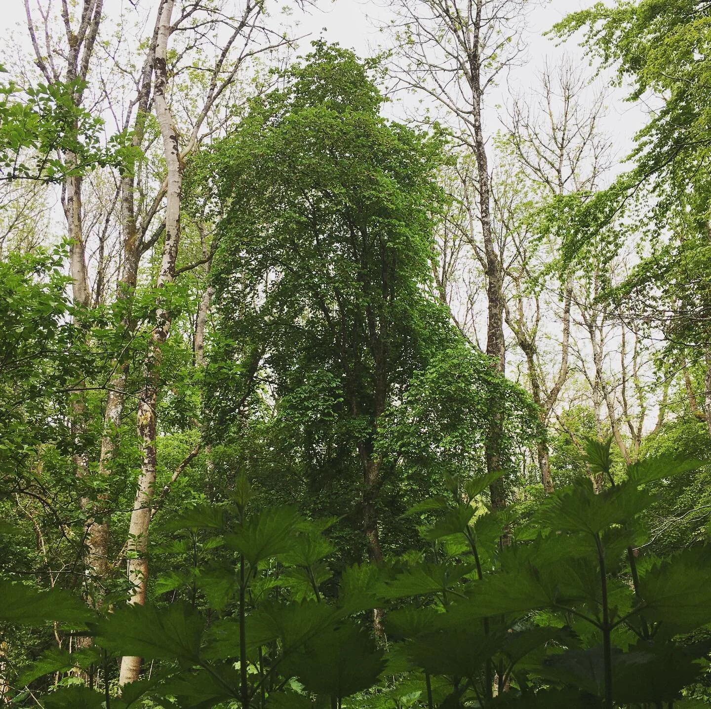 It&rsquo;s been sad to see the Ash dieback really taking hold this year, but encouragingly the elms are doing well in these woods, this one is big and still healthy 🤞