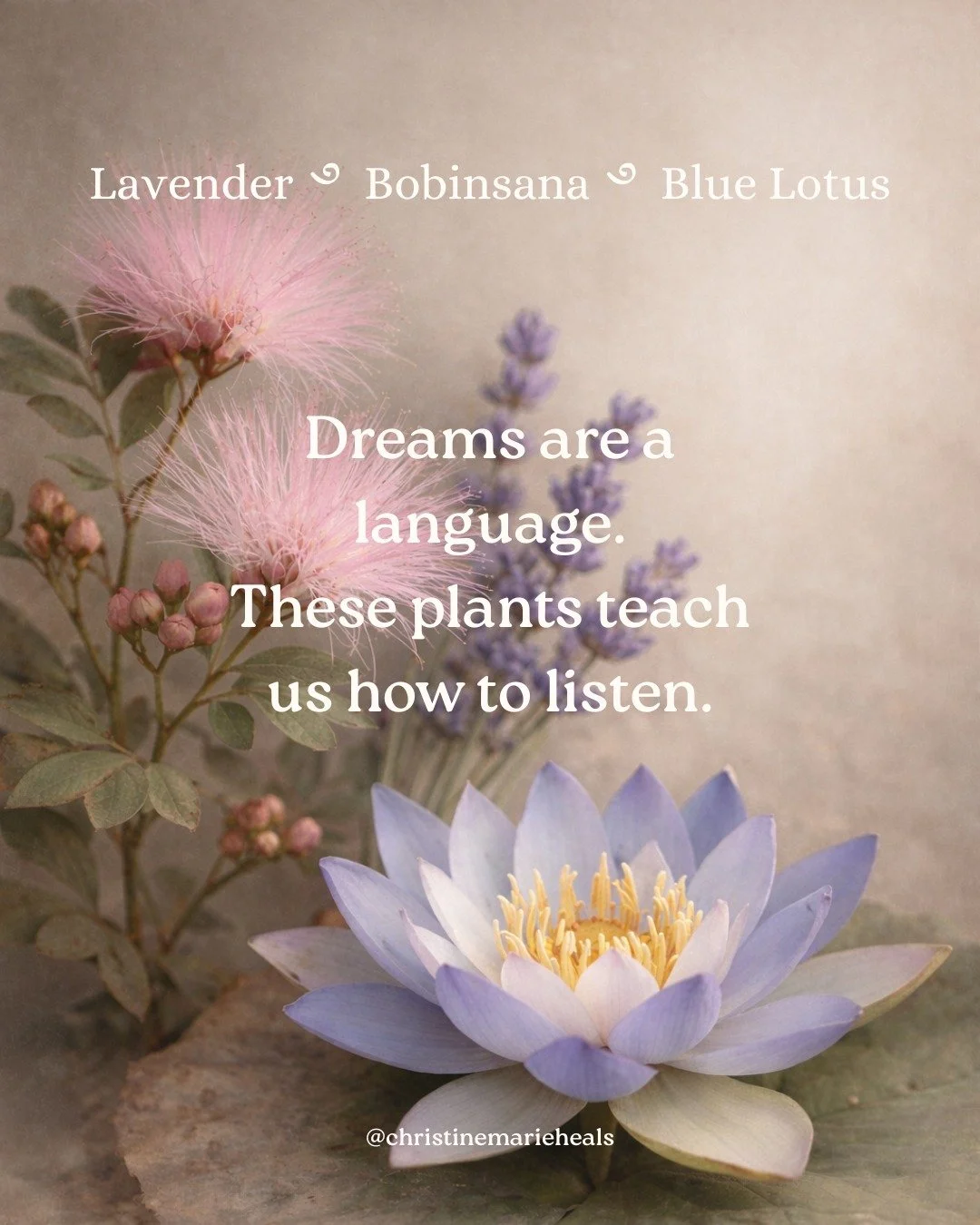 In a time of collective unraveling and remembering, our dreams and our words matter more than ever.
What we imagine shapes what comes next.

Deepening our connection to earth-based medicine, our subconscious, and the language that wants to be reveale