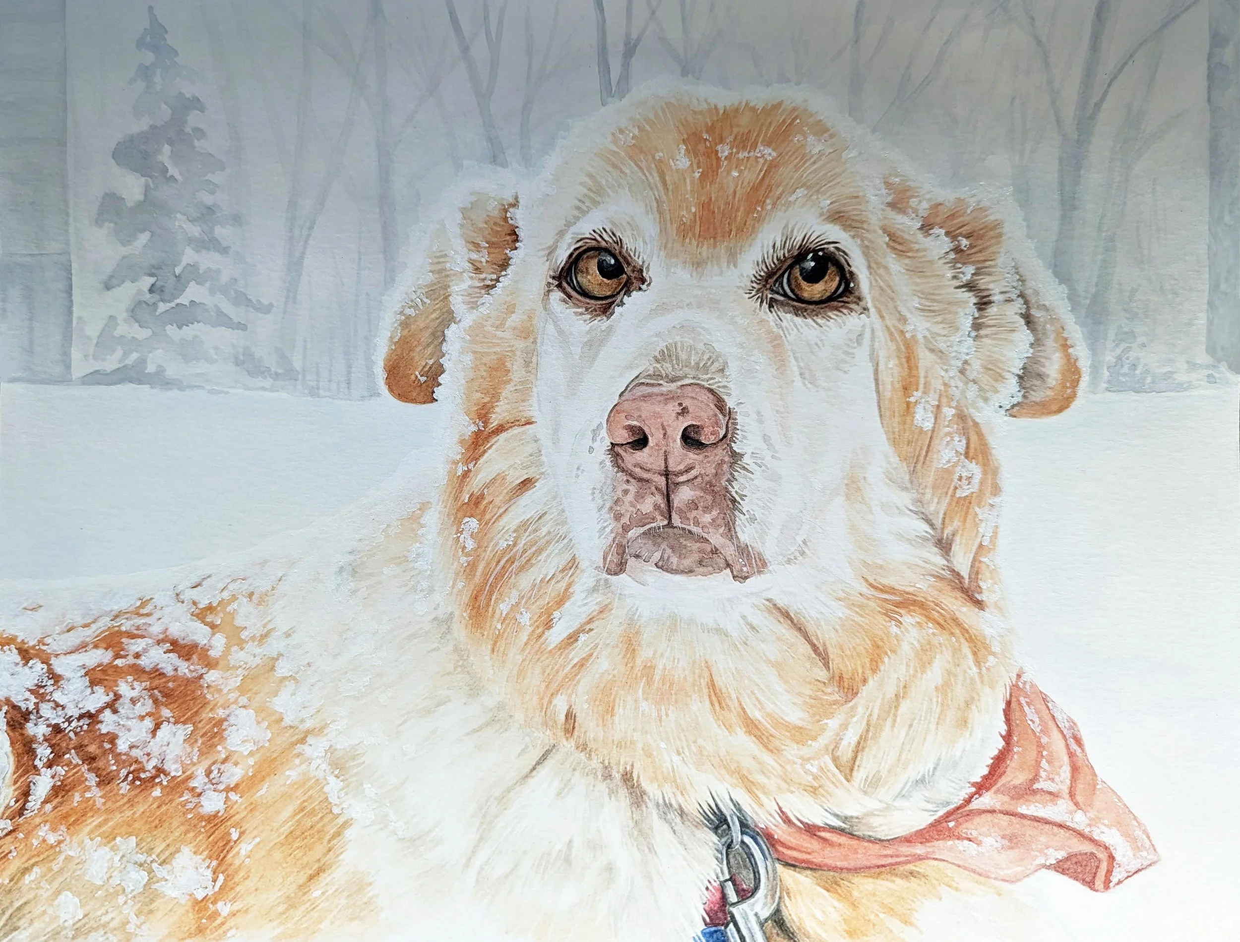 Comet_portrait2.jpg