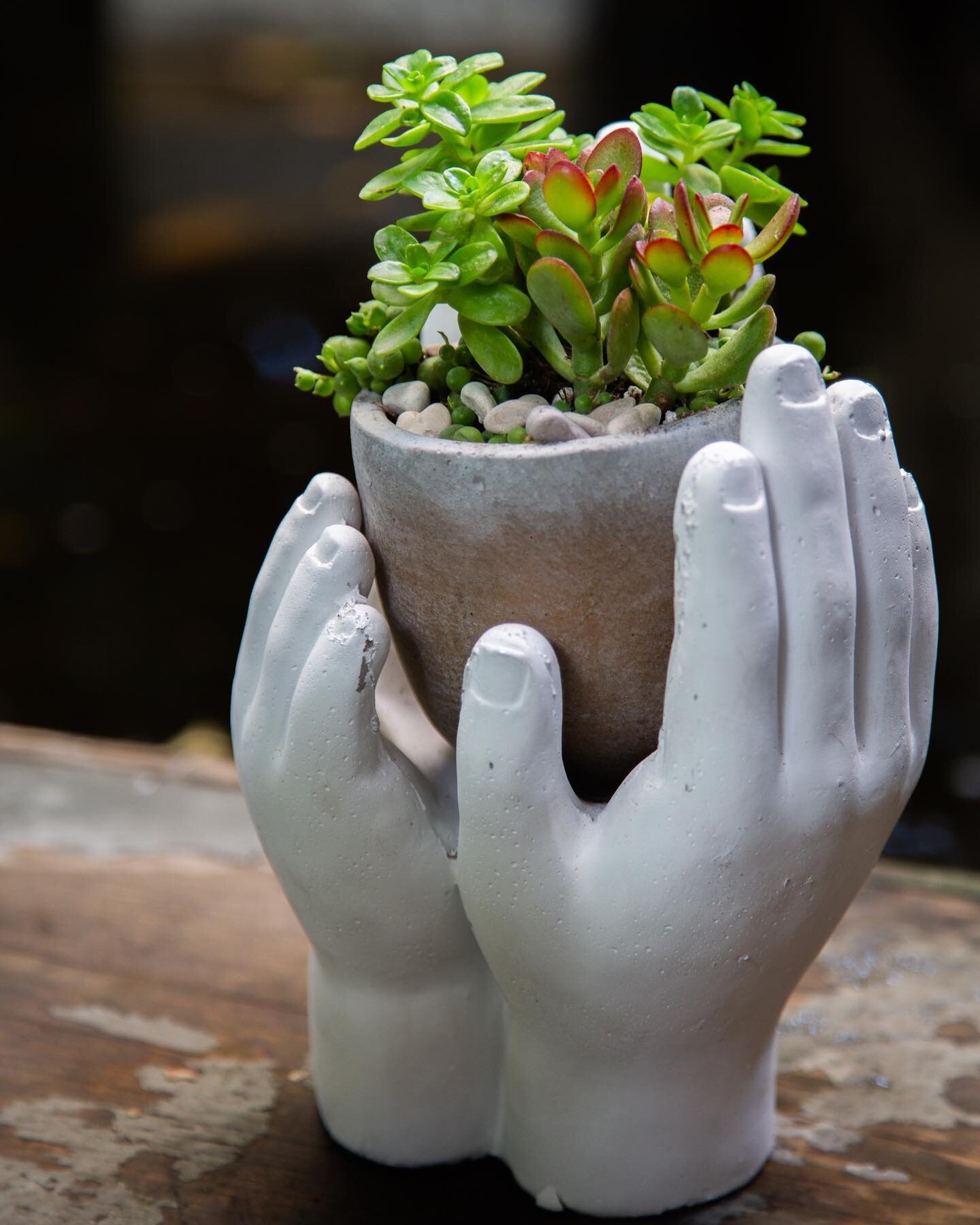 Sometimes all we need is an open hand and an open heart to be able to embrace the beauty that surrounds us.⁠
.⁠
.⁠
.⁠
#indoorplants #indoorjungle #indoorgarden #plantsarealifestyle #plantsofinstagram #plantsmakepeoplehappy #plants #plantsplantsandmor