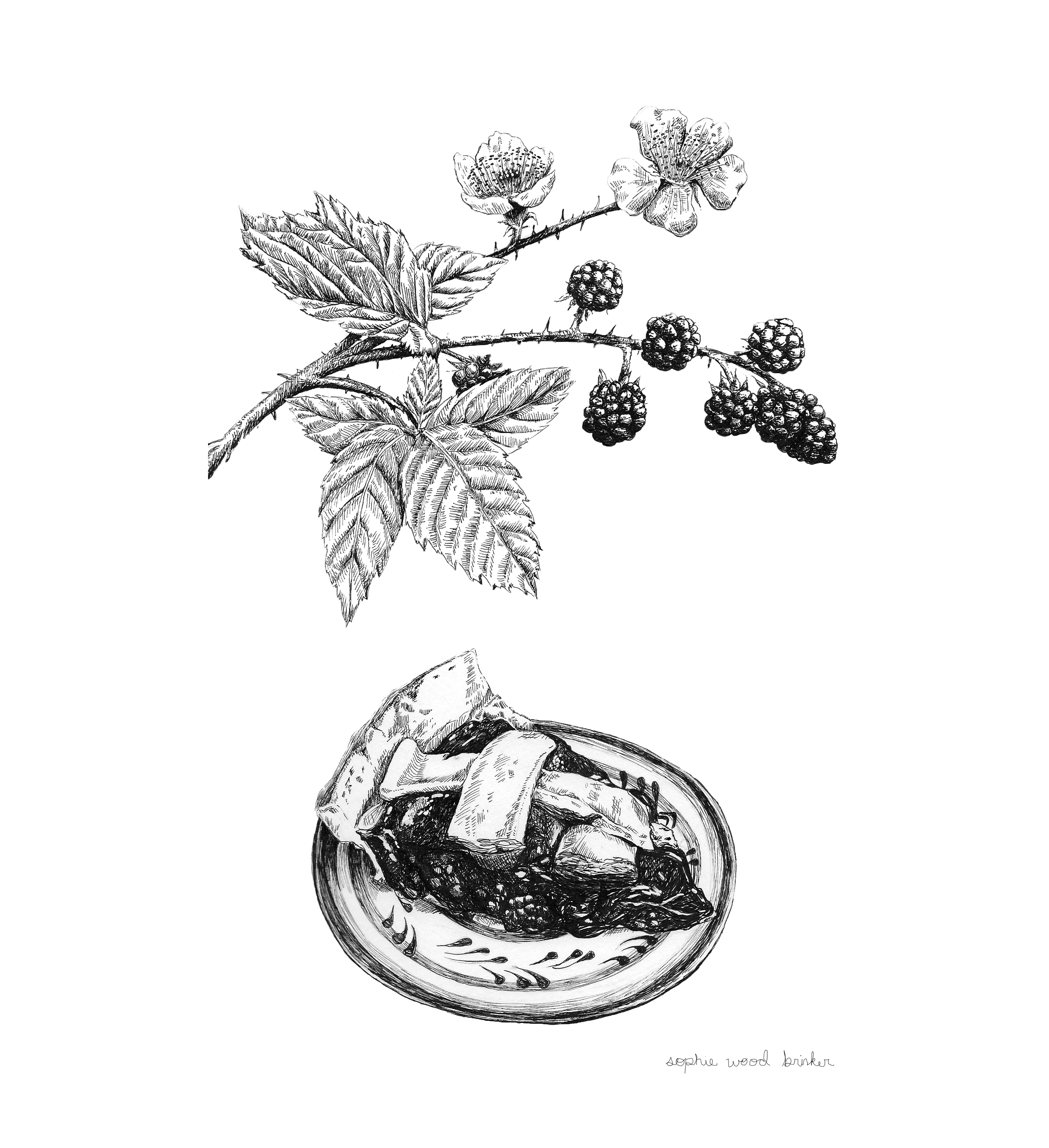 sophie wood brinker illustration of blackberries & blackberry pie