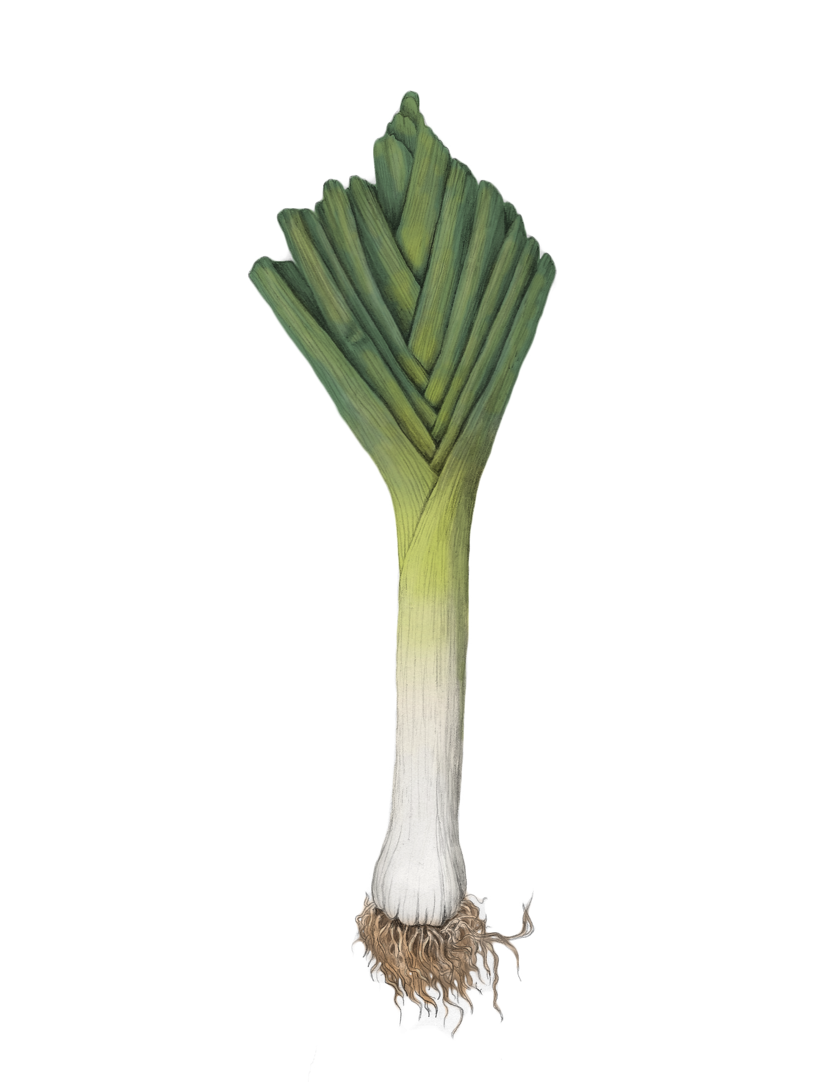 sophie wood brinker illustration of a colorful leek