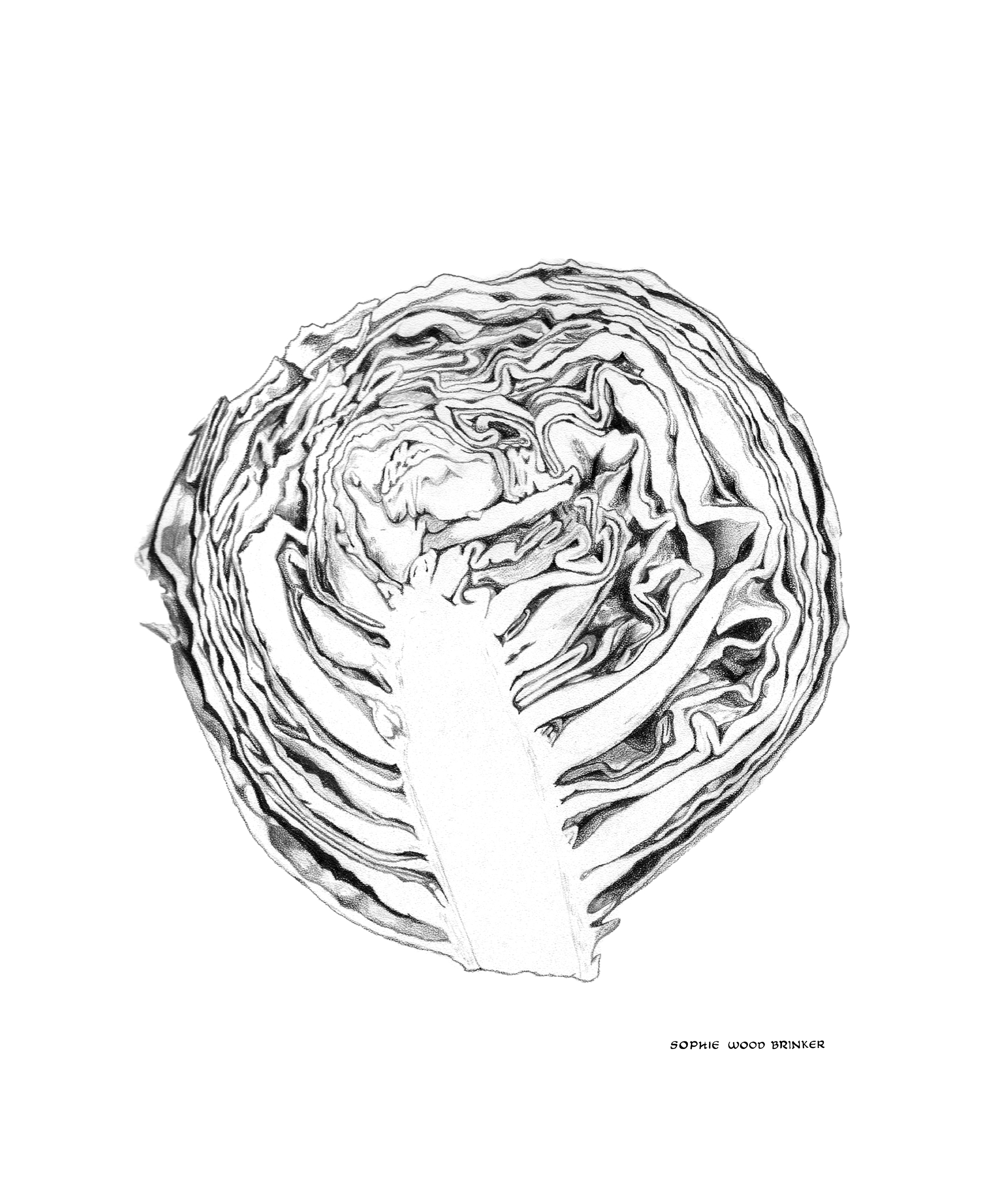 sophie wood brinker illustration of cabbage