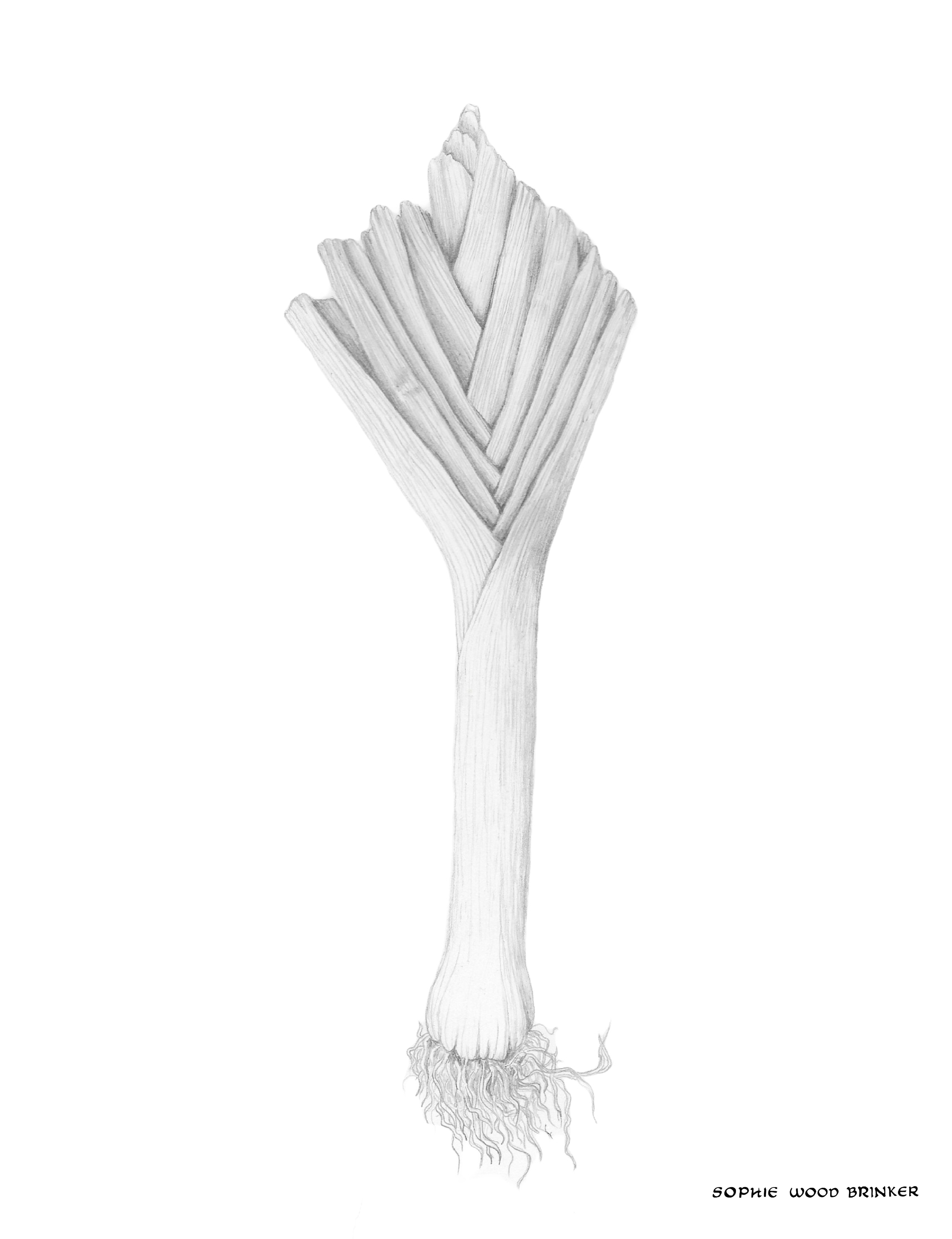sophie wood brinker illustration of a leek