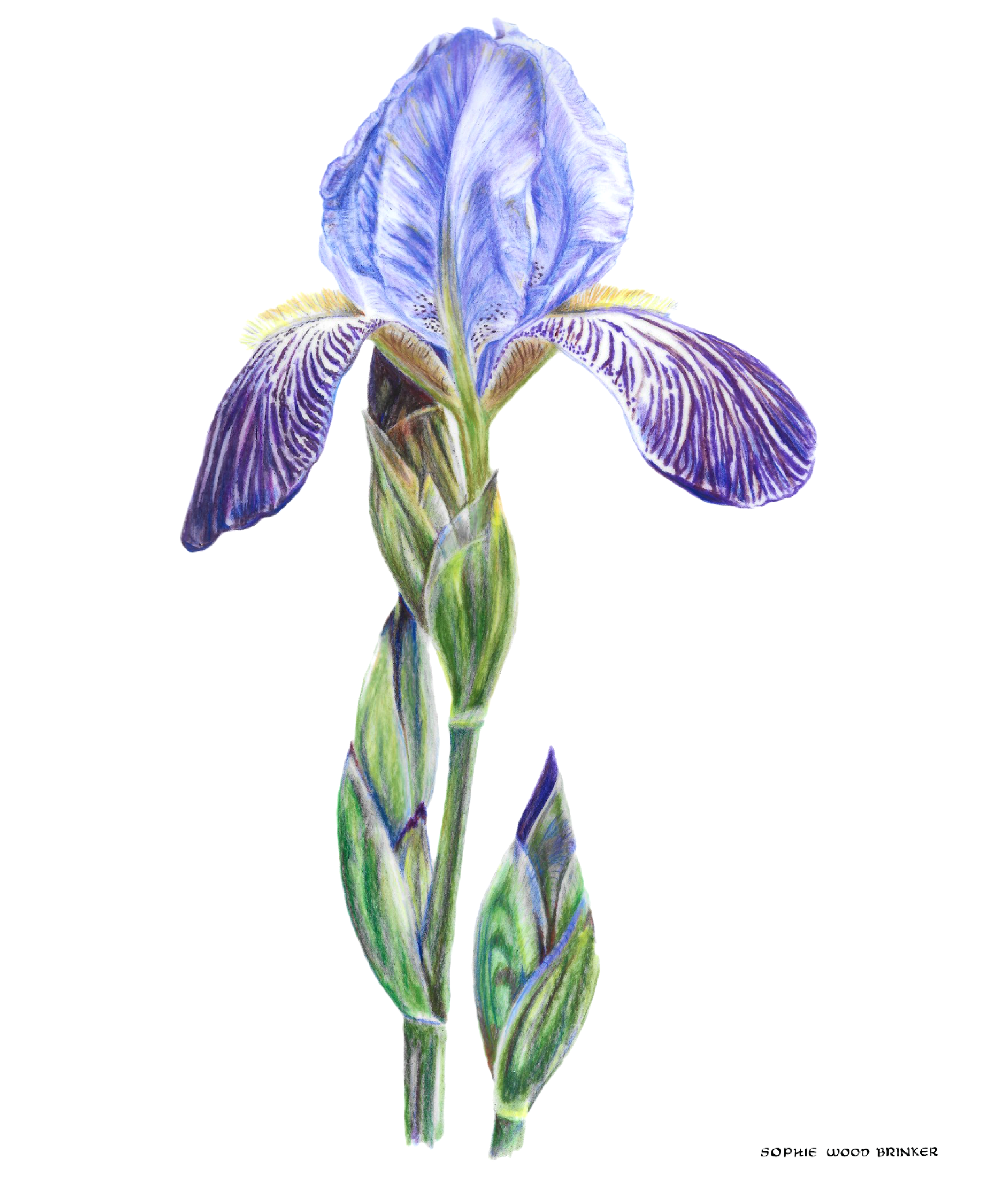 sophie wood brinker illustration of a purple iris