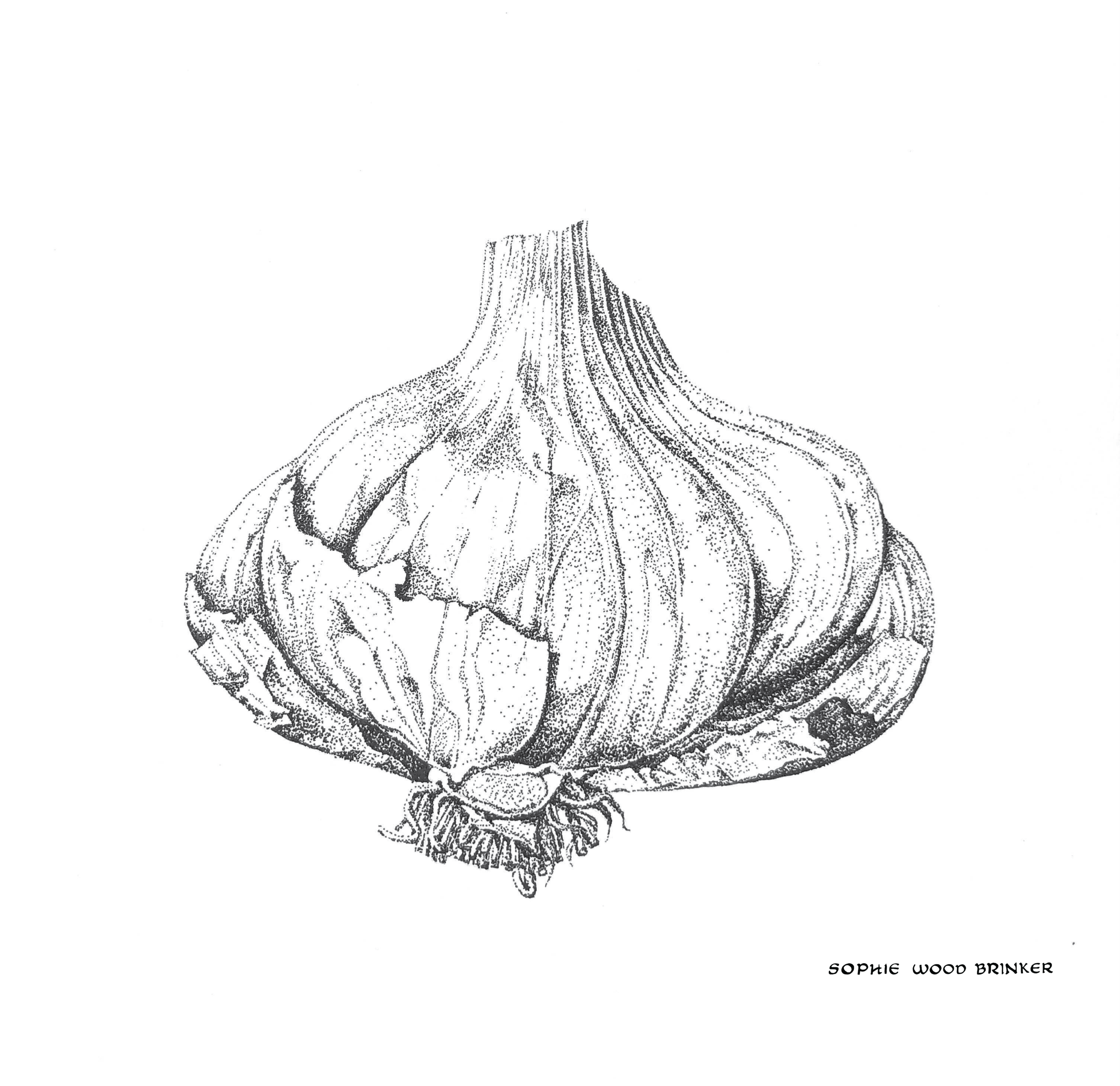 sophie wood brinker illustration of garlic
