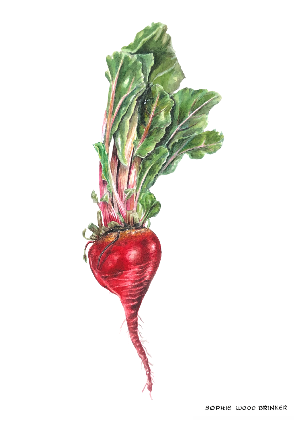 sophie wood brinker illustration of a beet