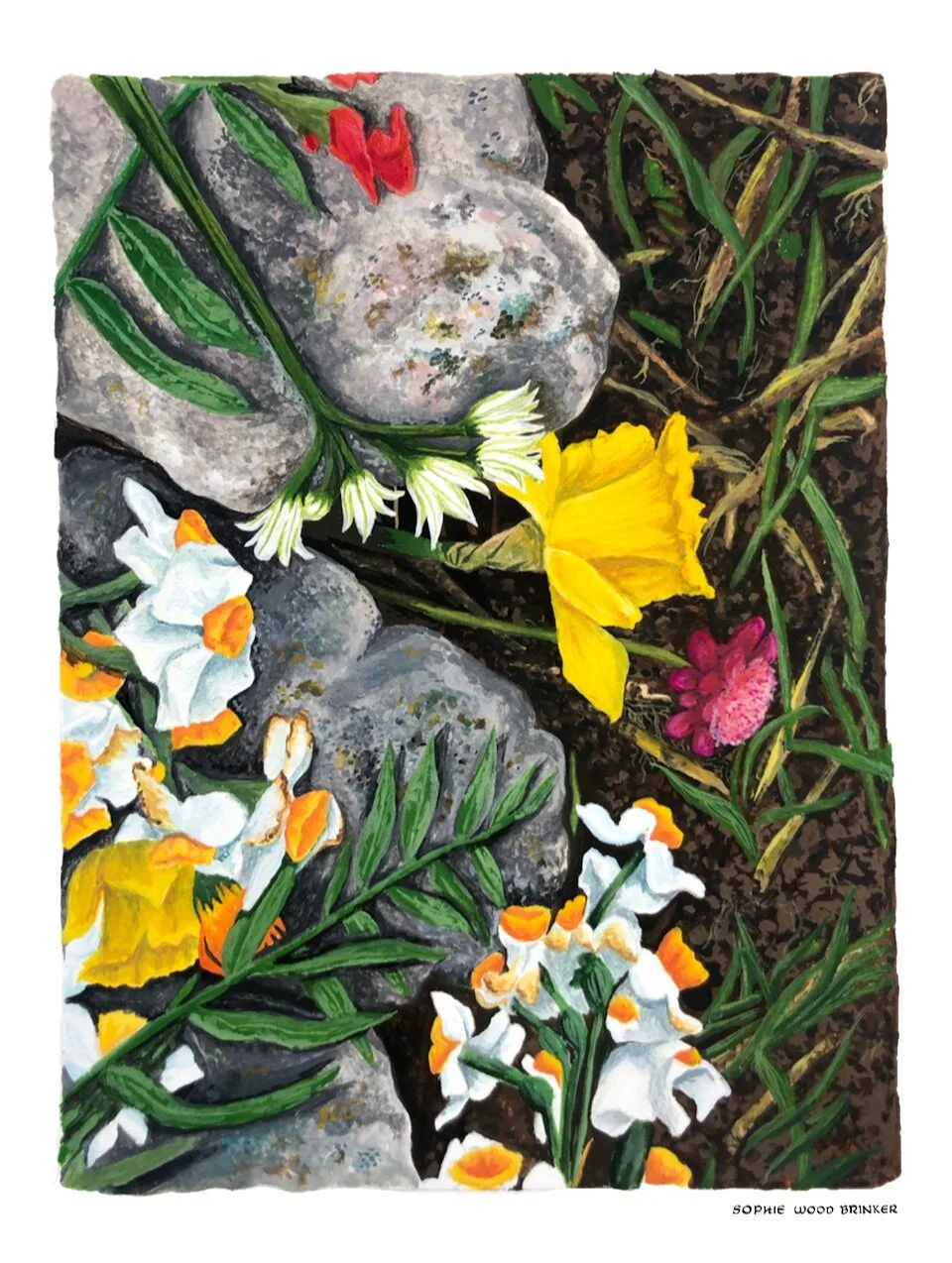 sophie wood brinker illustration of soil and daffodils