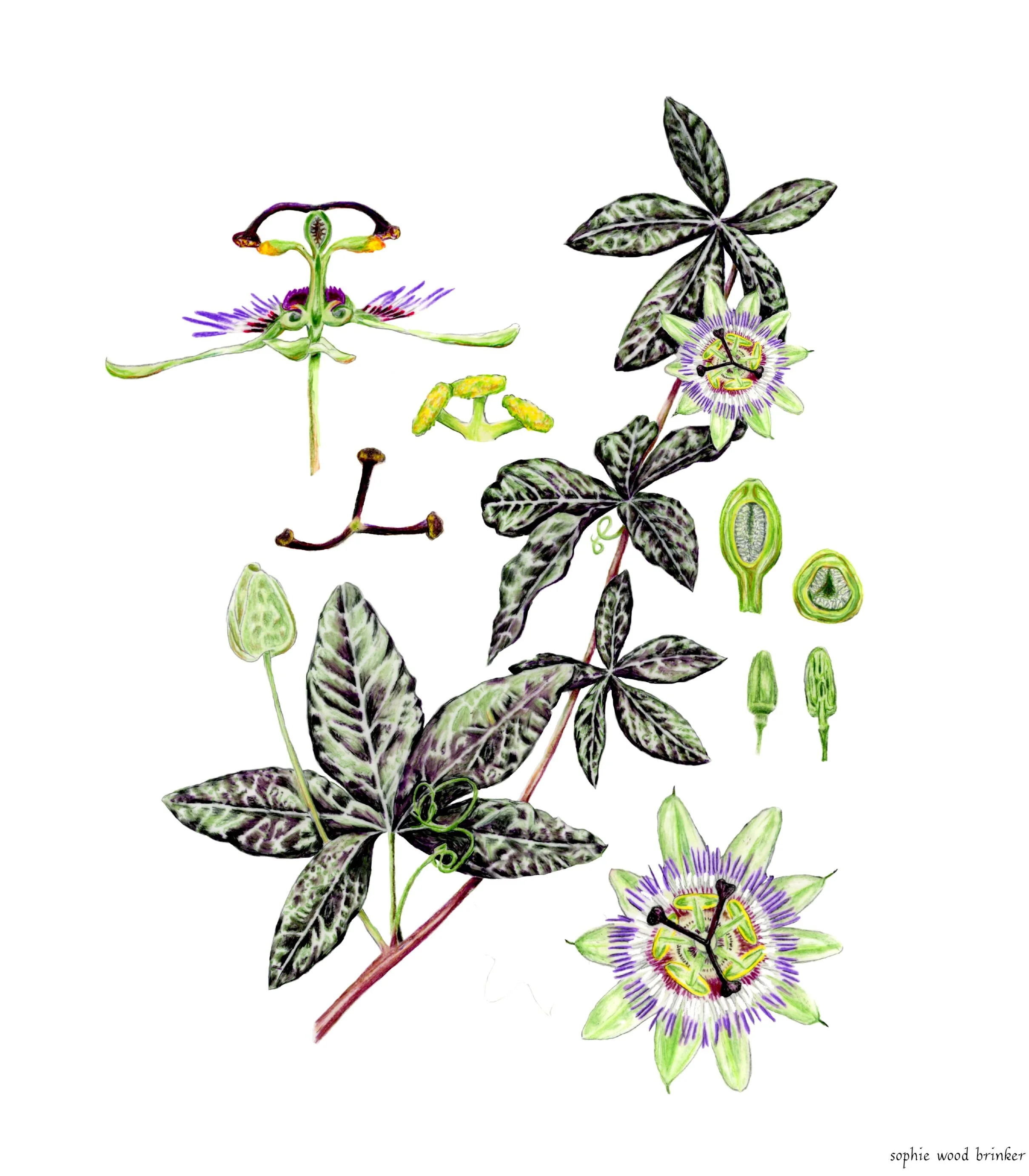 sophie wood brinker illustration of passionflower