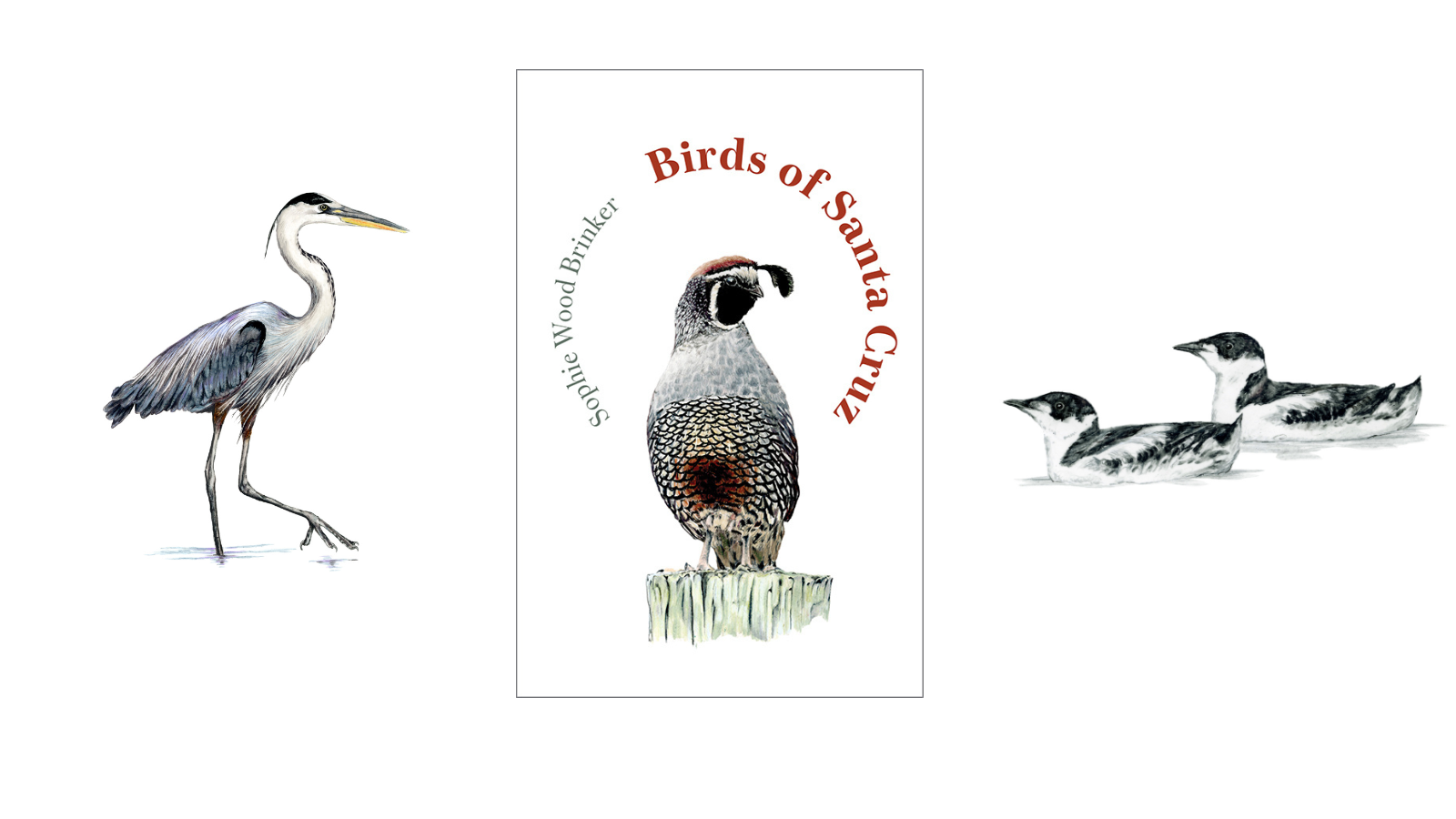 Naturalist Night: Illustrating the Birds of Santa Cruz