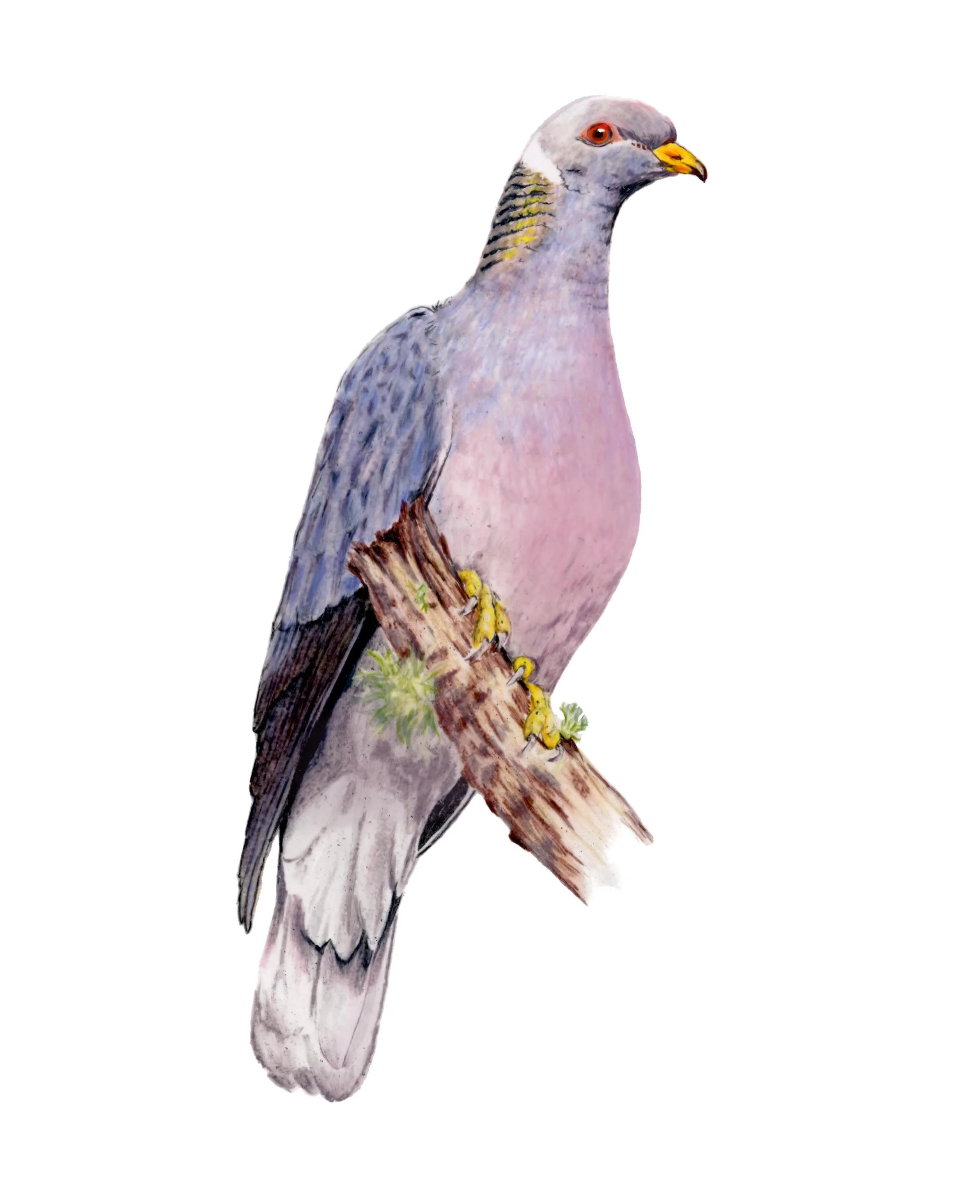 Excerpt from Birds of Santa Cruz (my ode to pigeons)~

Band-tailed Pigeons are the closest living relative of the now extinct Passenger Pigeon. They are community-oriented birds, resting and flocking together; foraging on seeds, berries, and acorns; 