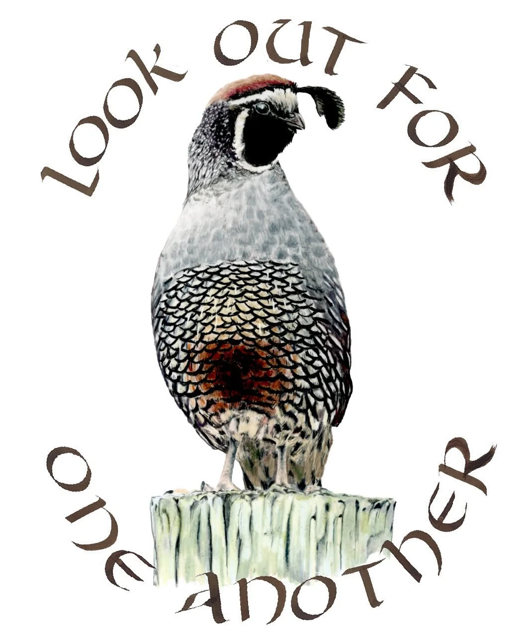 i learned so much from quail while i was writing my book 🕊️ did you know baby quail are called &ldquo;buttons?&rdquo;