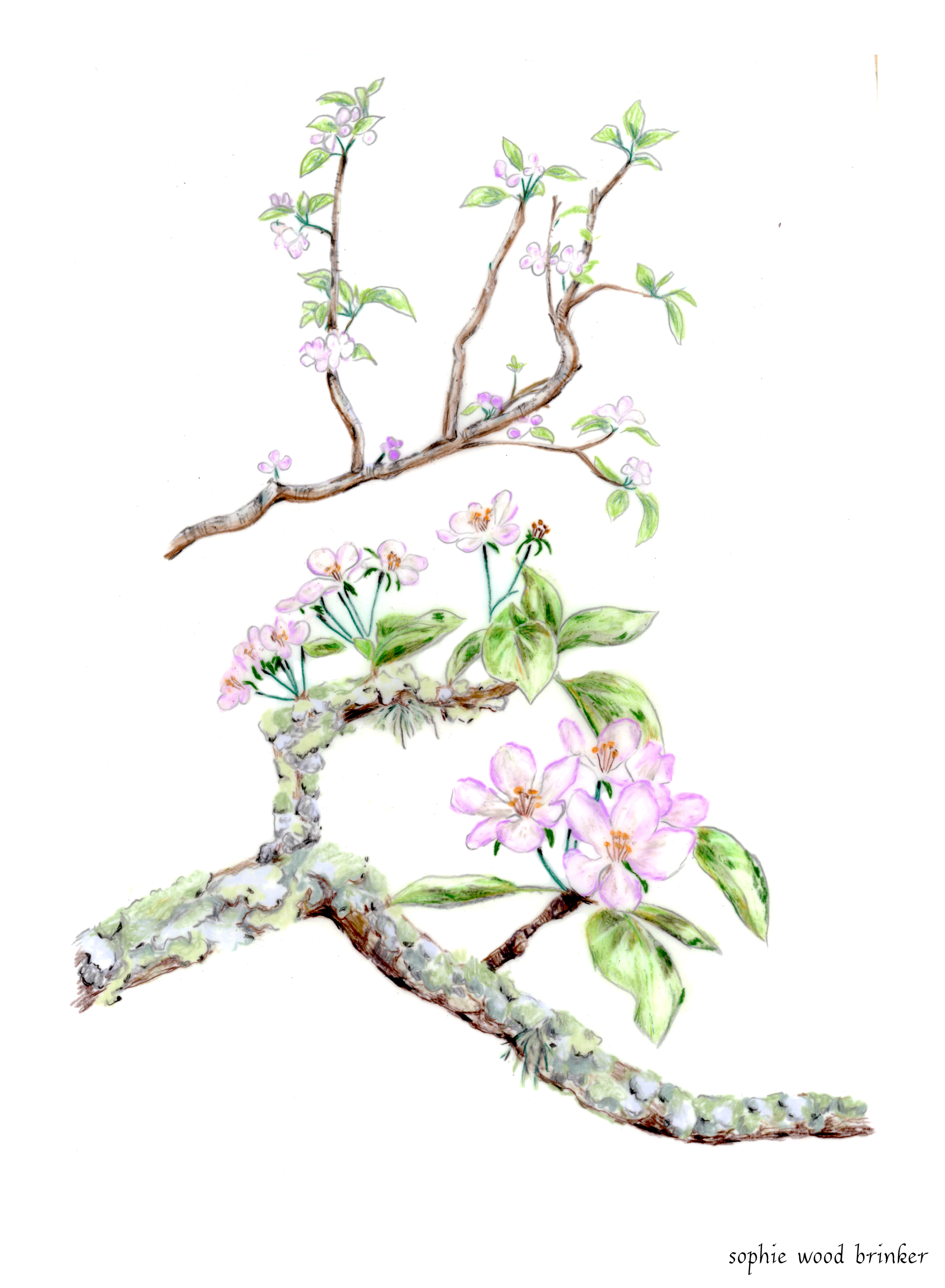 sophie wood brinker illustration of apple tree branches