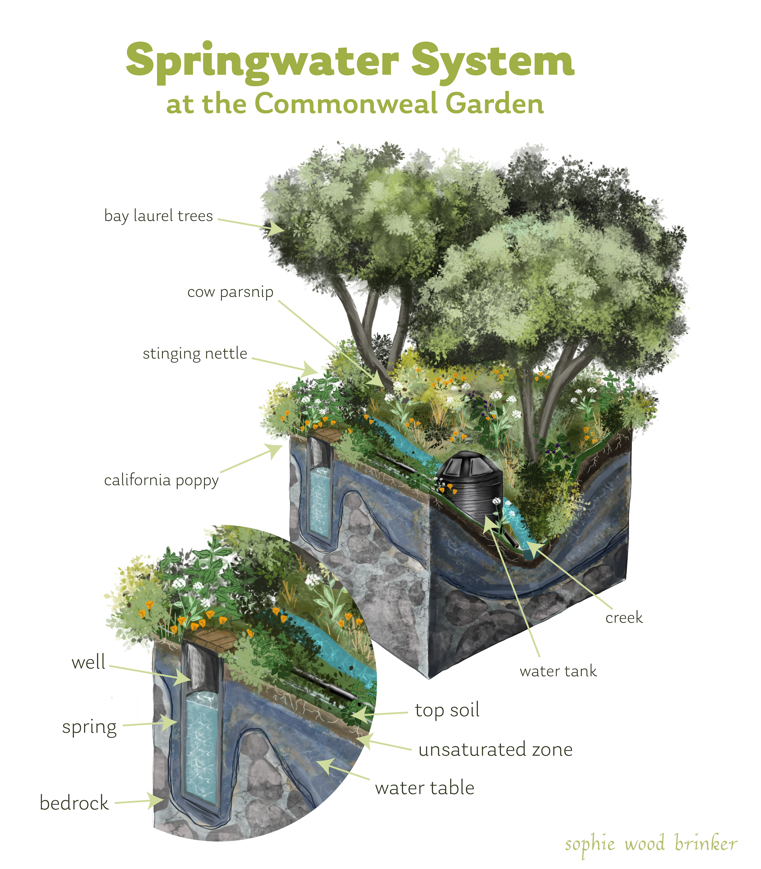 sophie wood brinker illustration of spring water system
